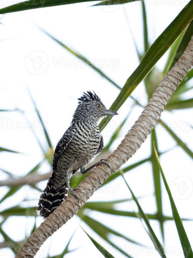 Antshrike barré mâle du Brésil photo