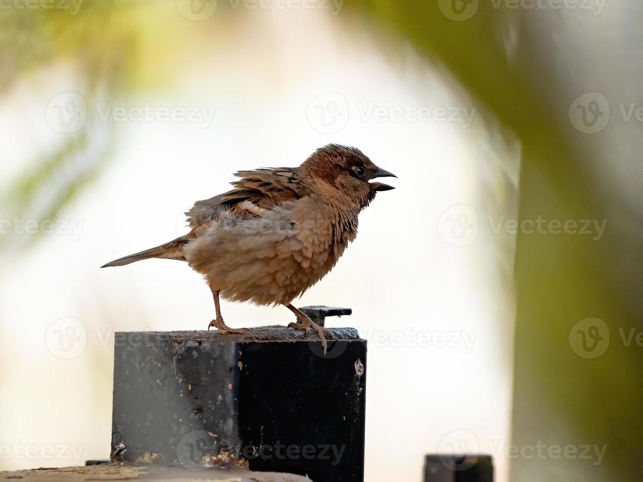 moineau domestique adulte photo