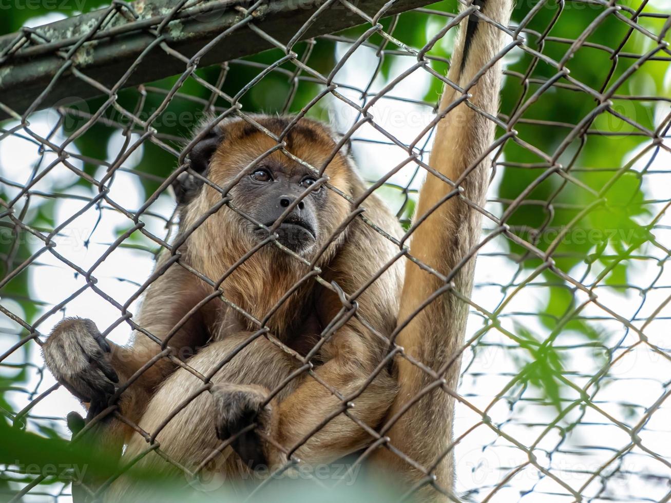 singe hurleur noir et or photo