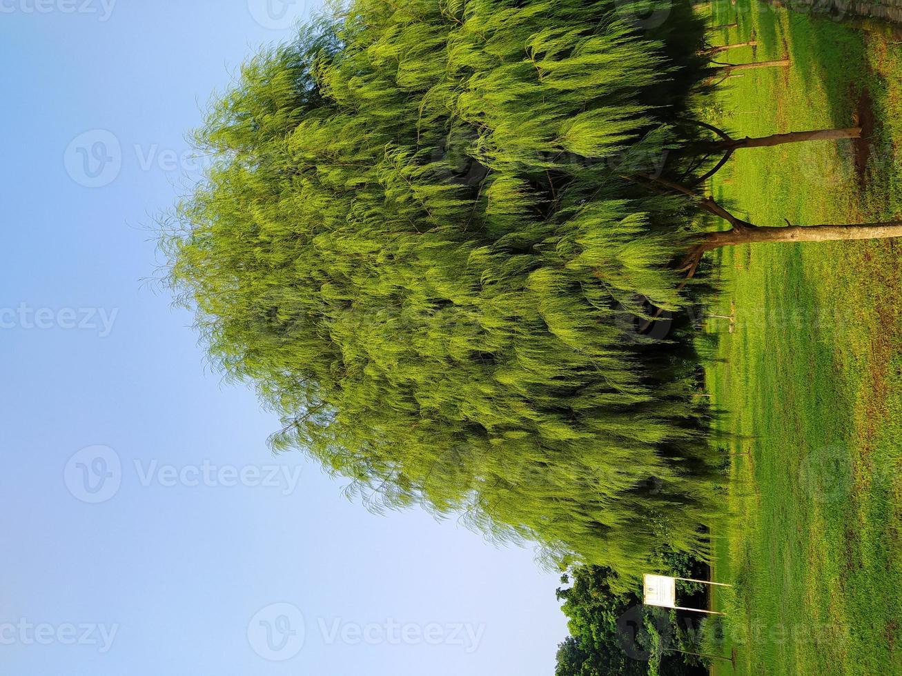 pins dans une forêt naturelle avec une belle vue photo