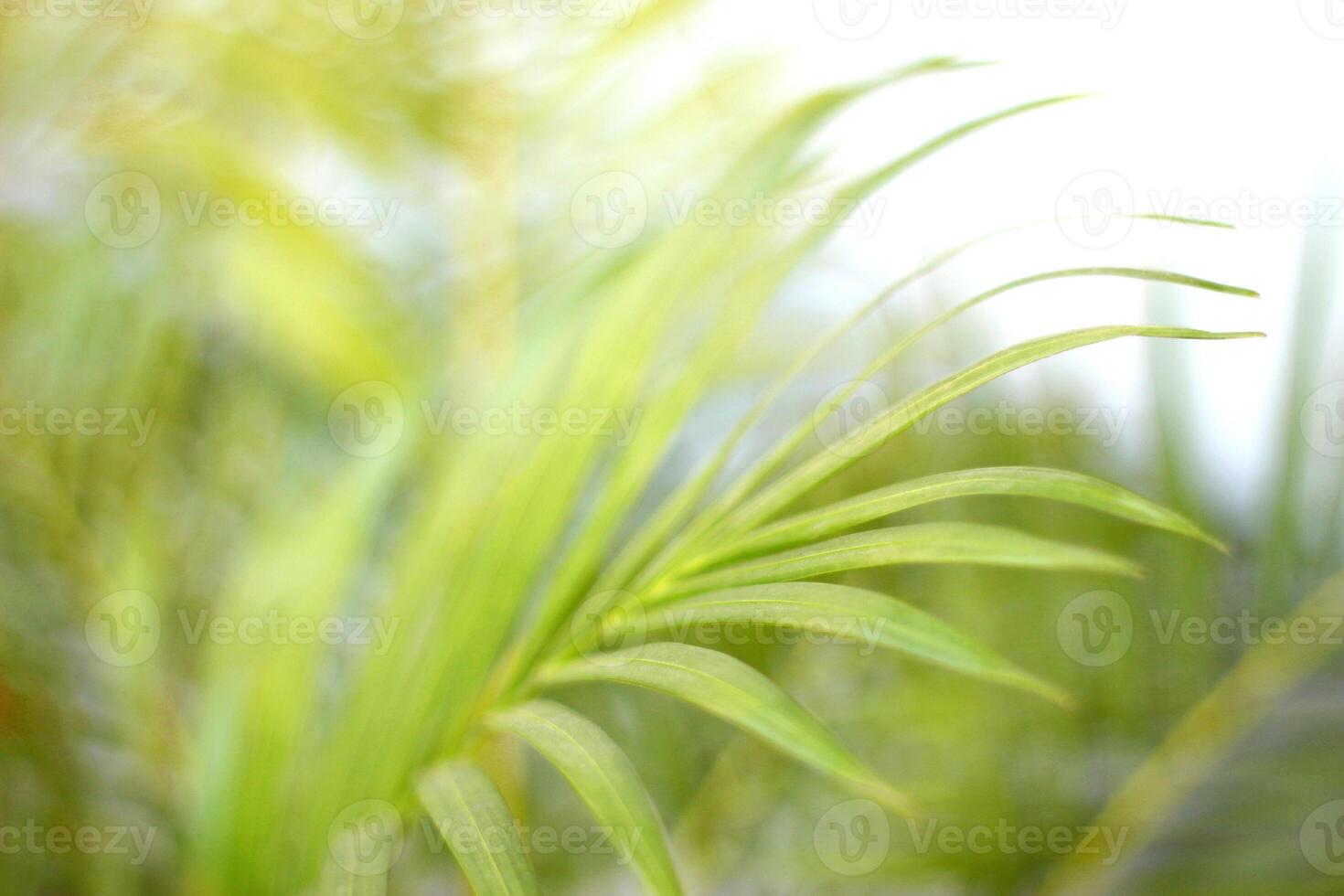 feuille de palmier tropical vert avec ombre sur mur blanc photo