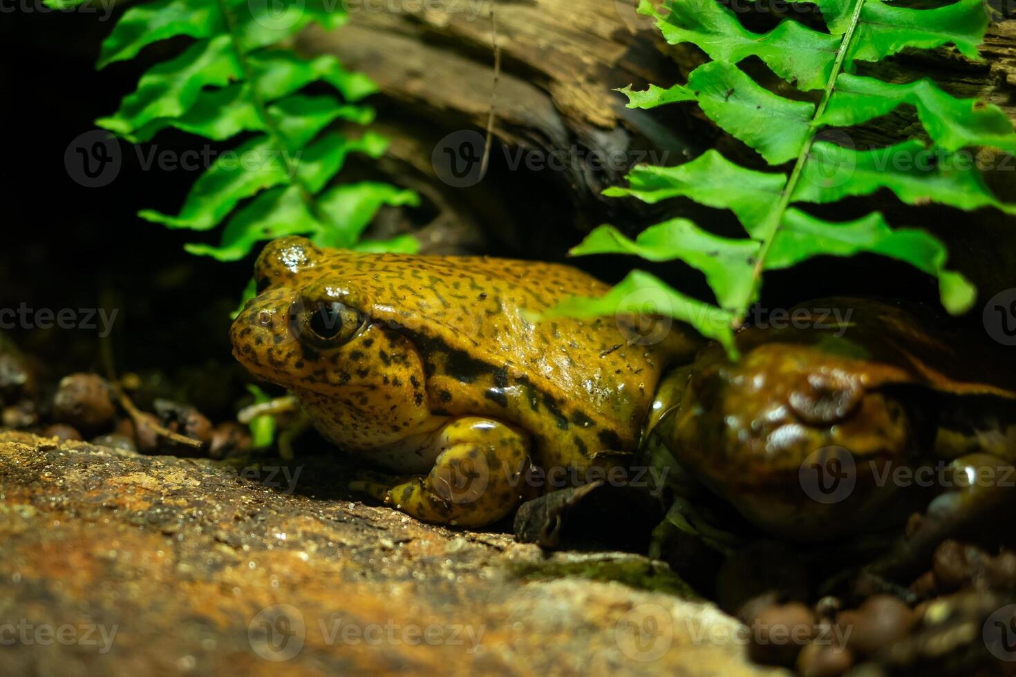 tropical grenouille, dyscope guinée séance sur pierre. photo