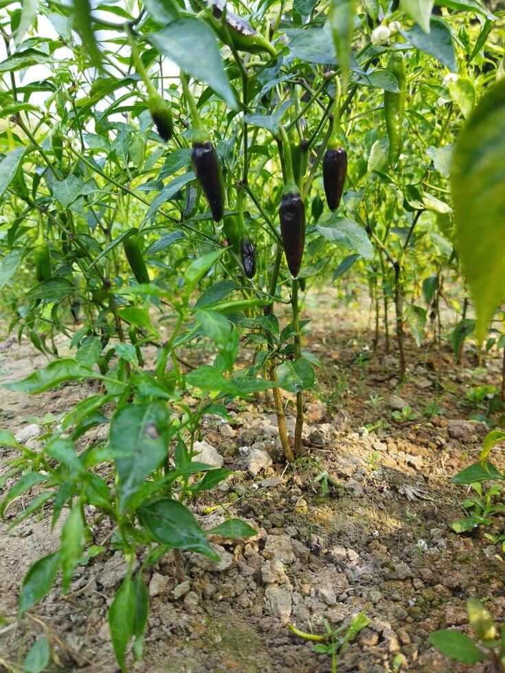 certains incroyable santé avantages de vert piments nous d'habitude utilisation piments à améliorer le goût de notre aliments. vert piments contenir capsaïcine lequel augmente le le chili piquant. photo