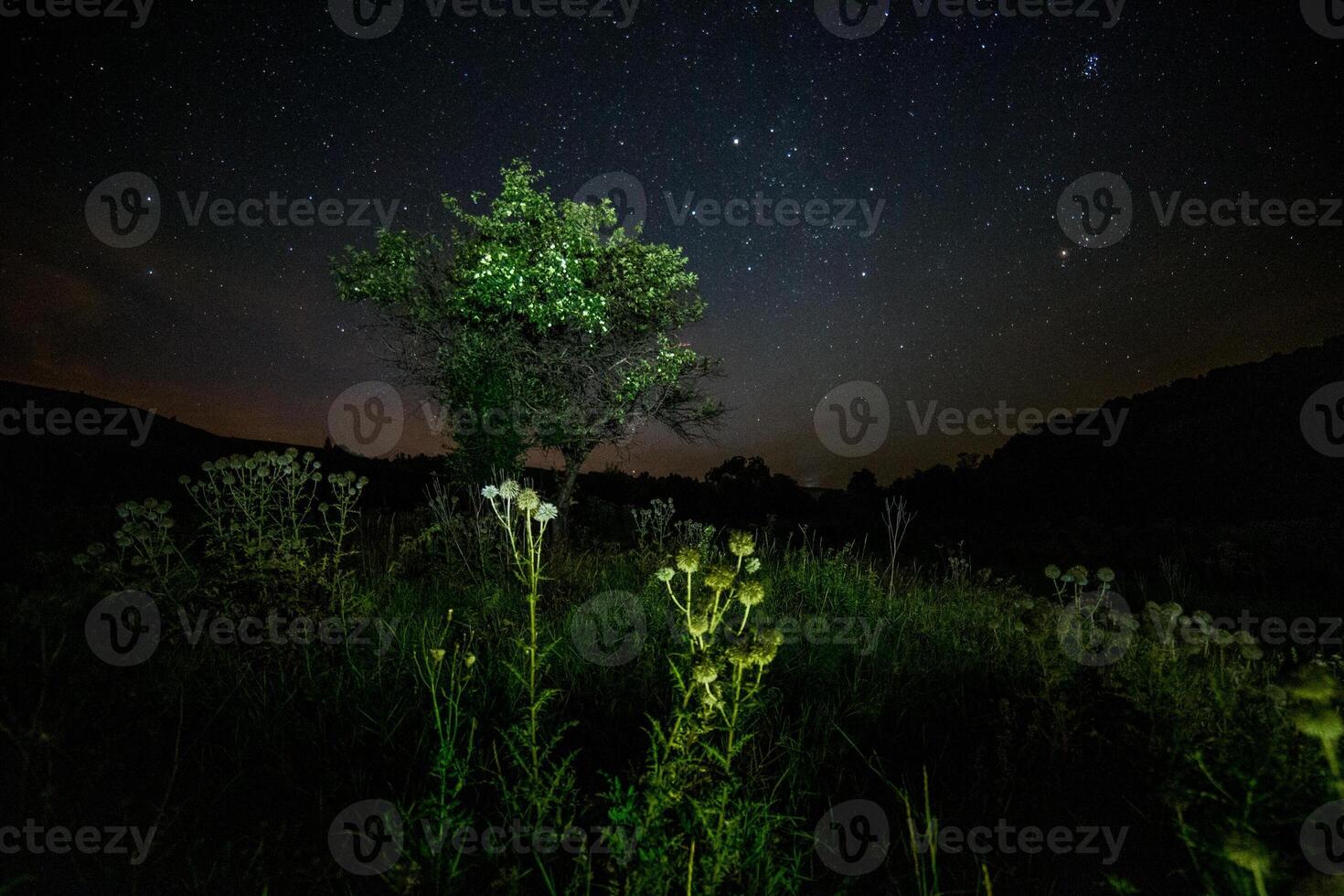 boules de pointe de chardon et petit arbre sur fond étoilé de nuit de nuit d'été photo