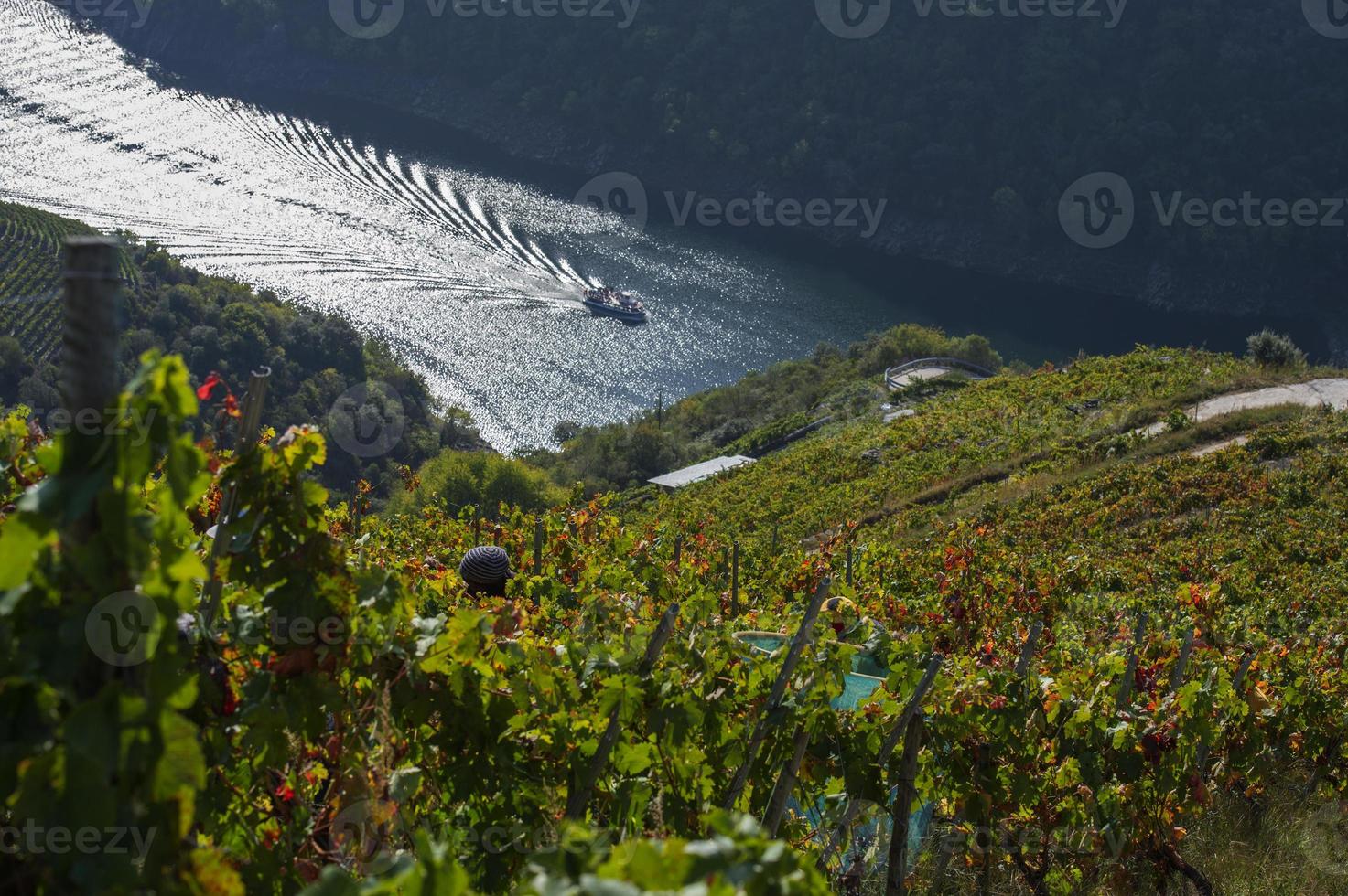 catamaran, bateau sur la rivière sil, tandis que les vendanges se font dans les vignes, ribeira sacra, galice, espagne photo