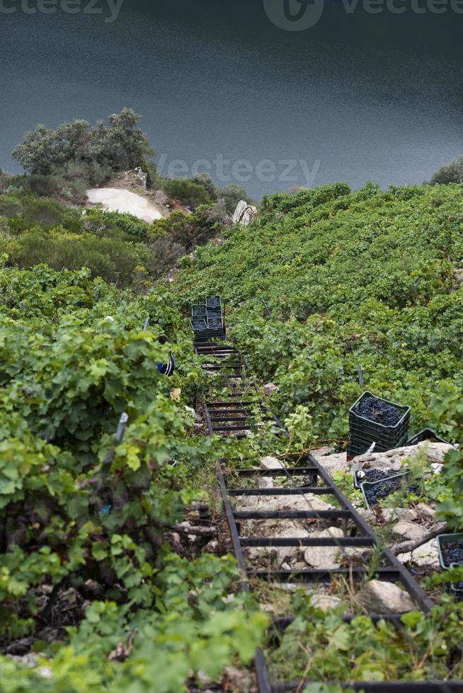 ascenseur de récolte, viticulture héroïque dans la ribeira sacra, galice, lugo, orense, espagne photo