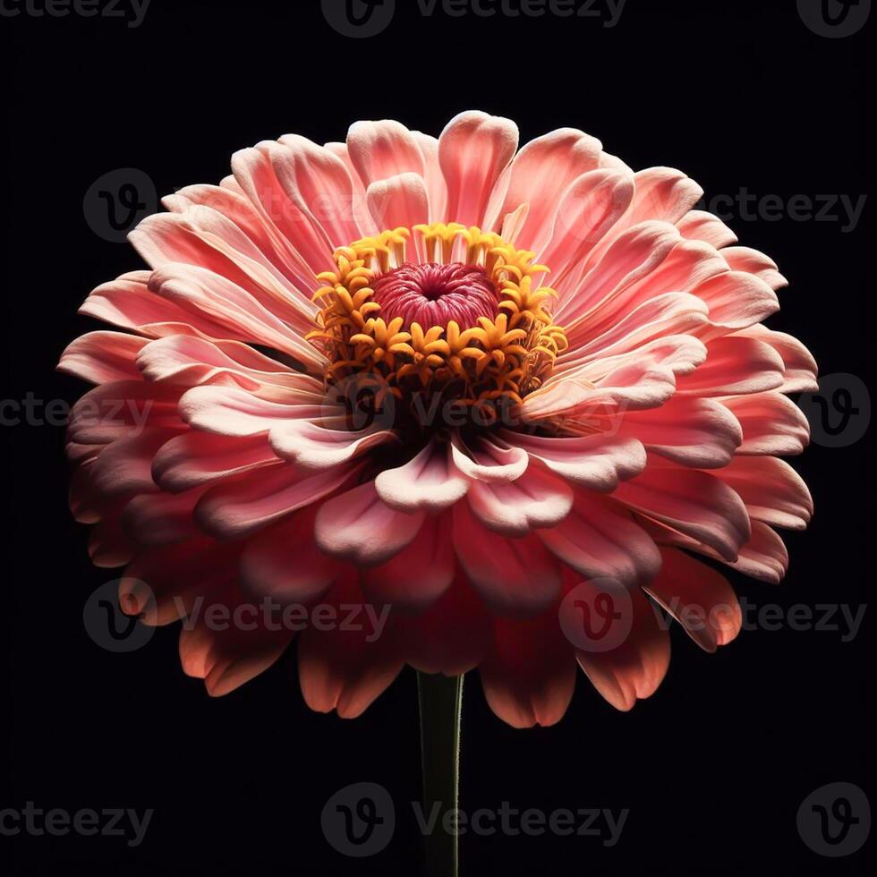 ai généré dahlia isolé sur noir Contexte. fleurs et les plantes dans printemps. photo