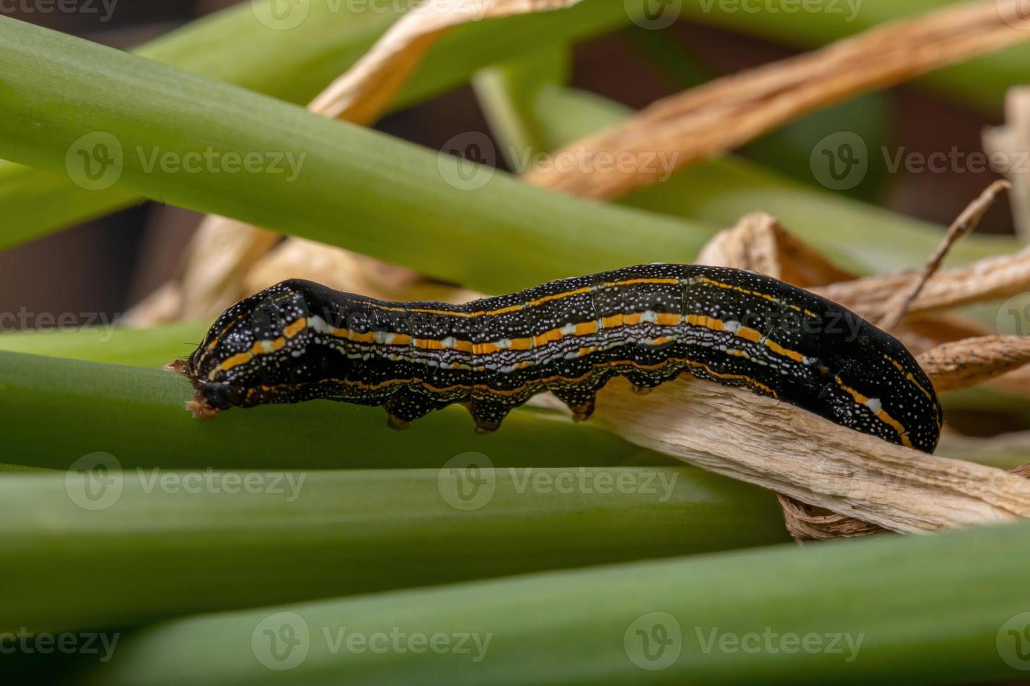 chenille mangeant une feuille de ciboulette photo