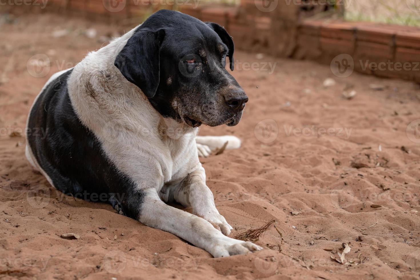 chien domestique dans une ferme photo