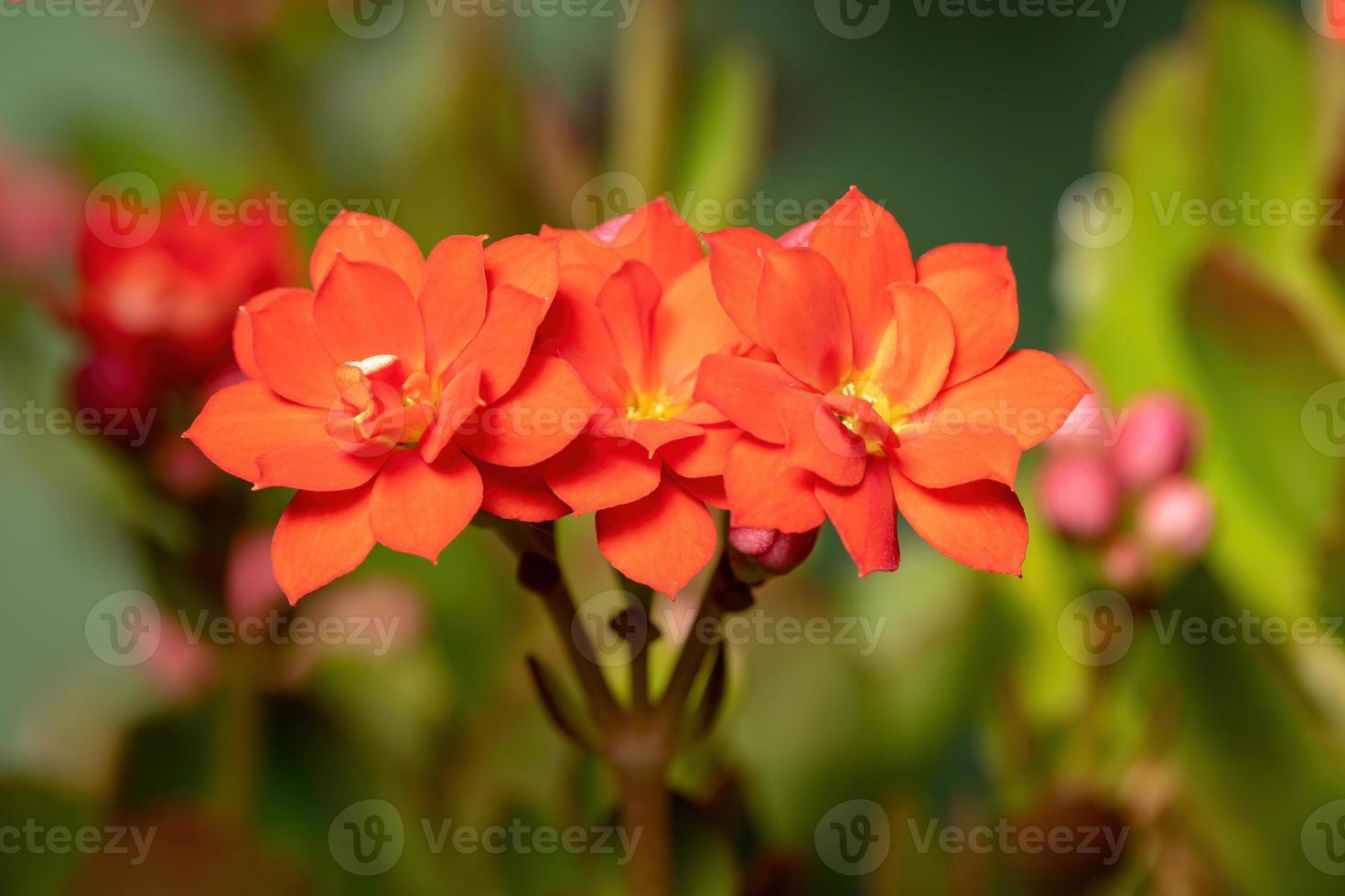 fleur rouge katy enflammée photo