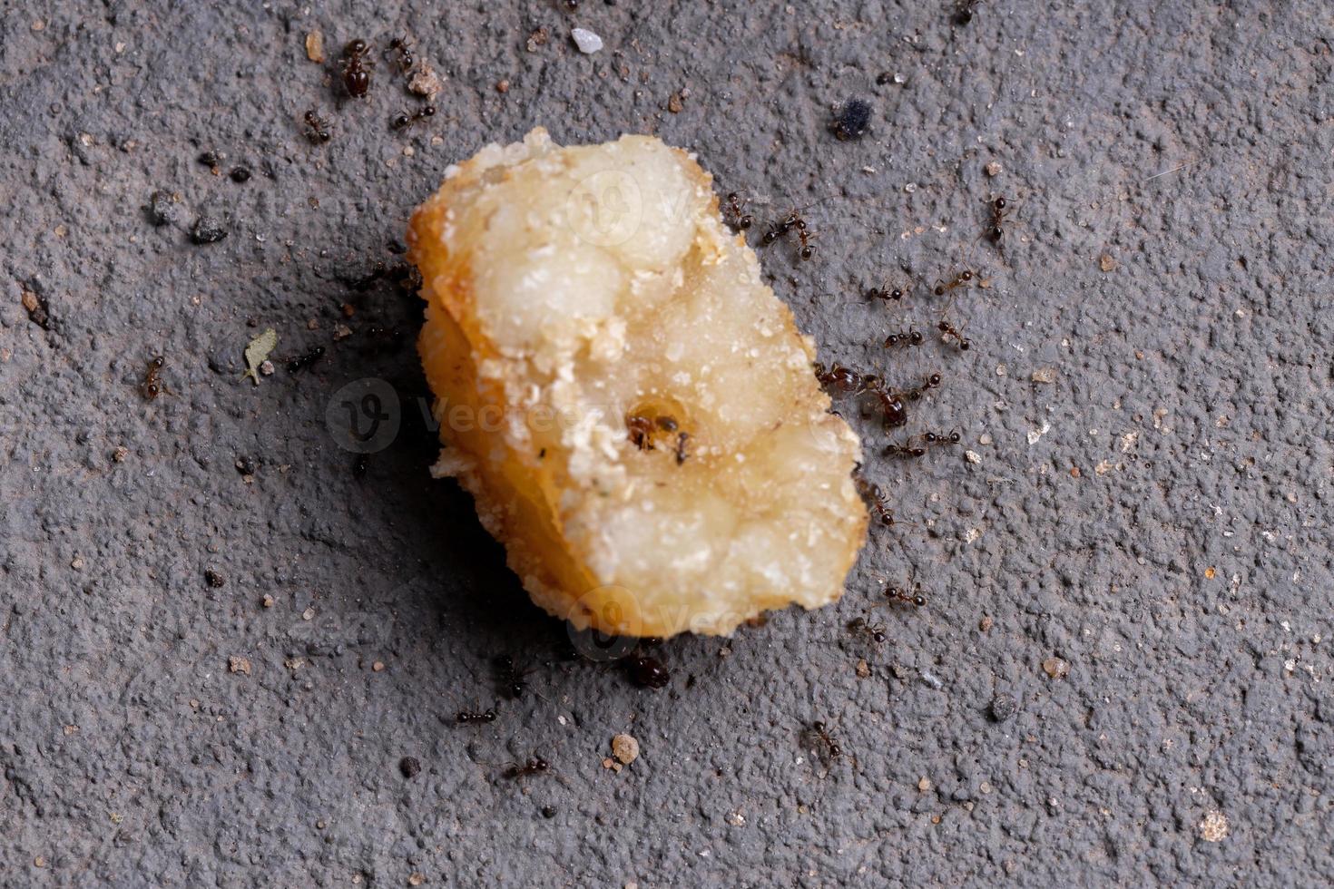 fourmis adultes à grosse tête photo