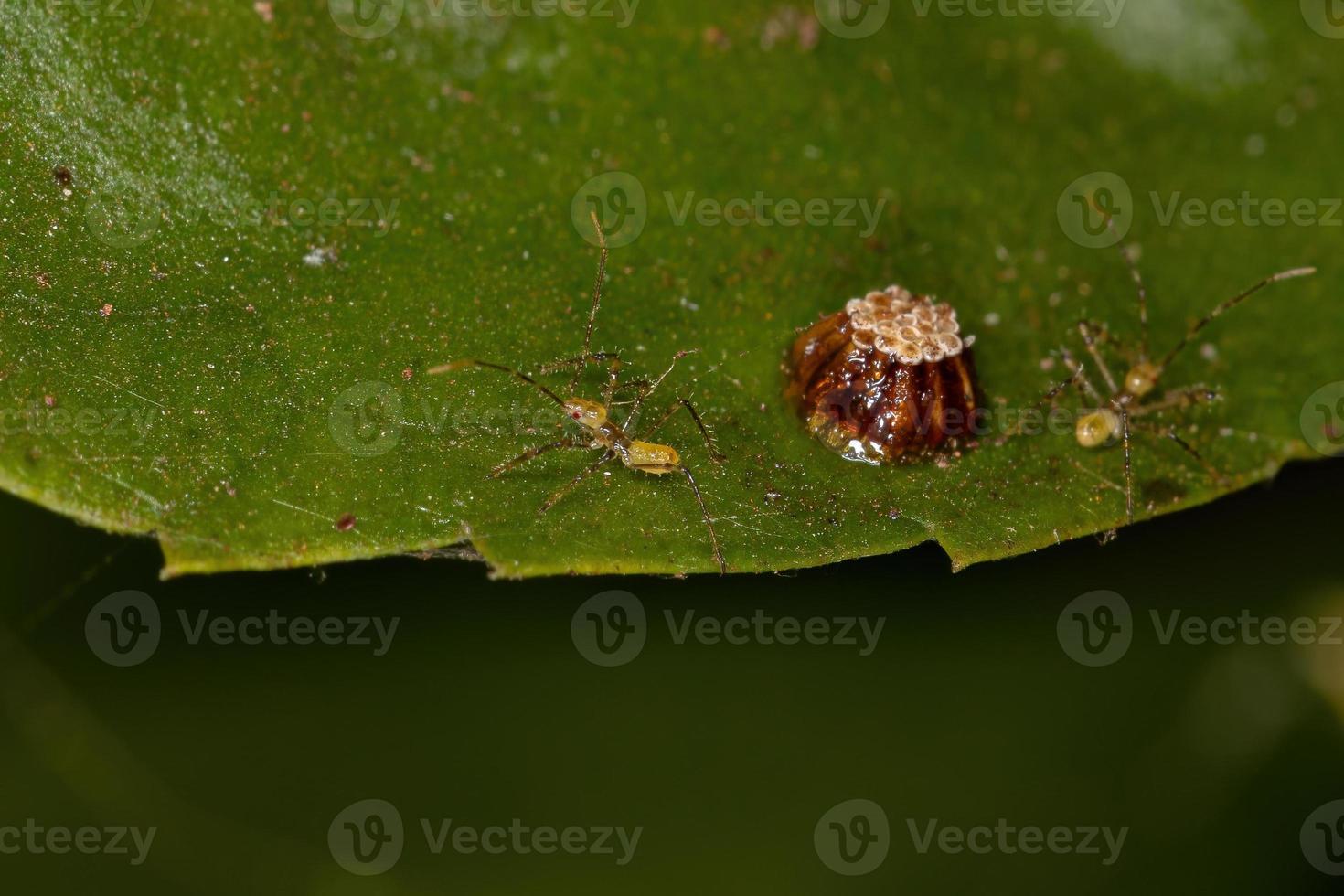 assassin bug nymphe photo