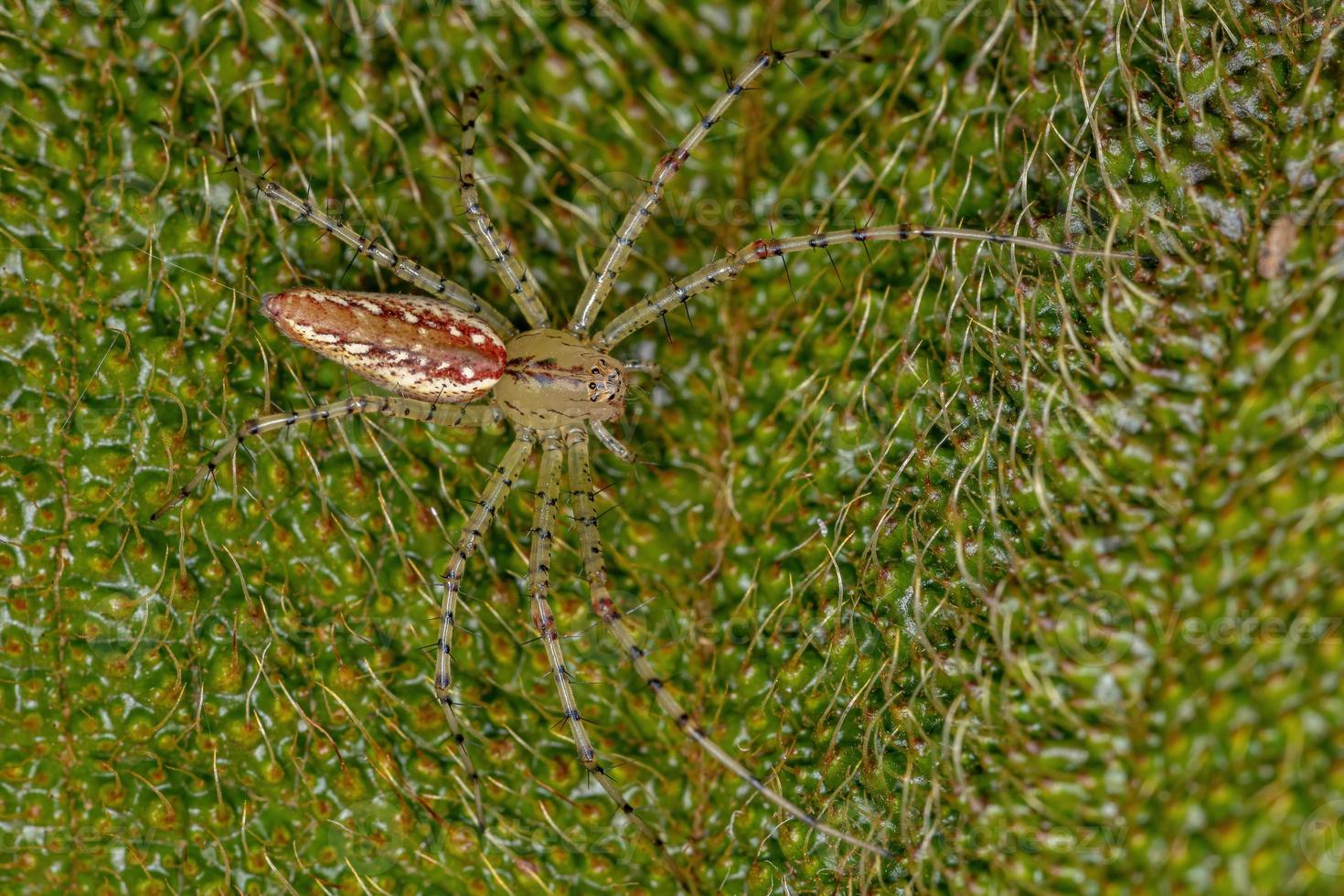petite araignée lynx photo