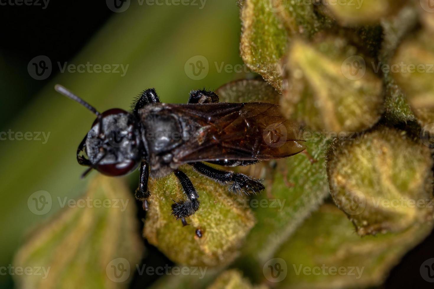 abeille sans dard femelle adulte photo