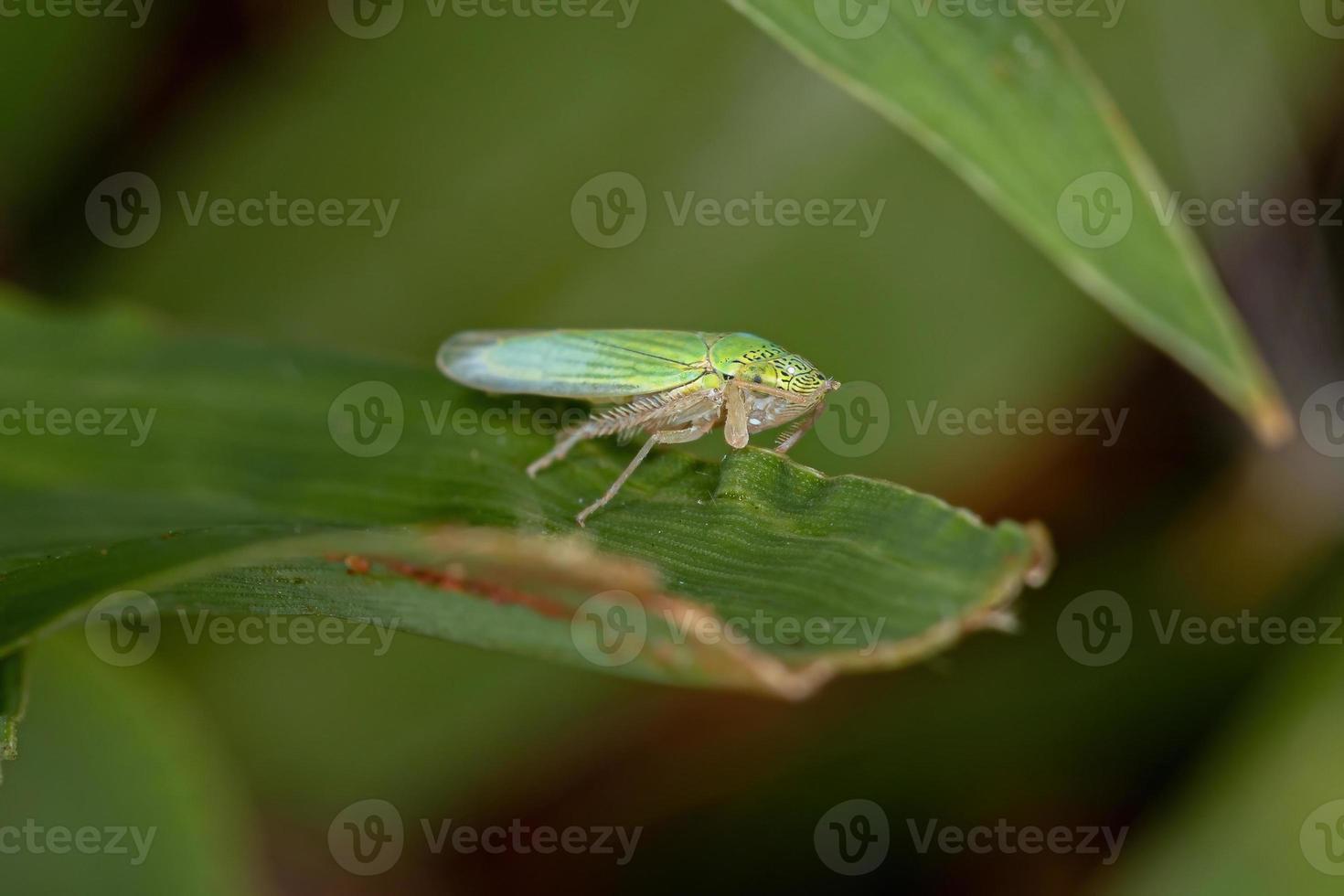 cicadelle typique adulte photo