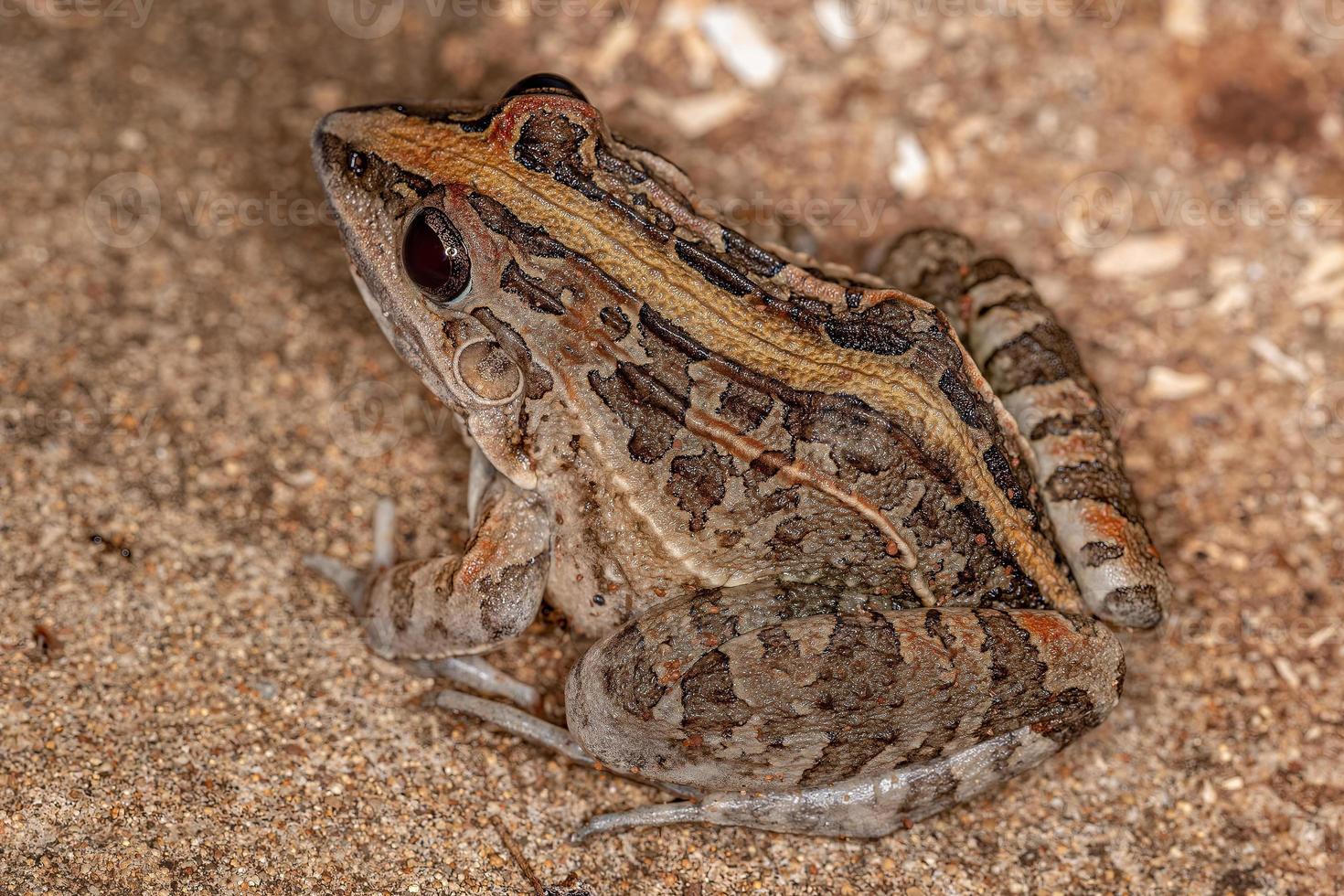 grenouille herbe sifflante photo