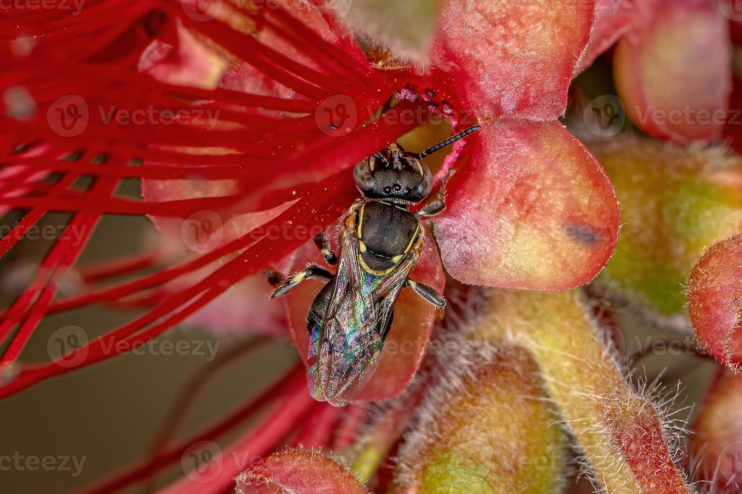 abeille sans dard adulte photo