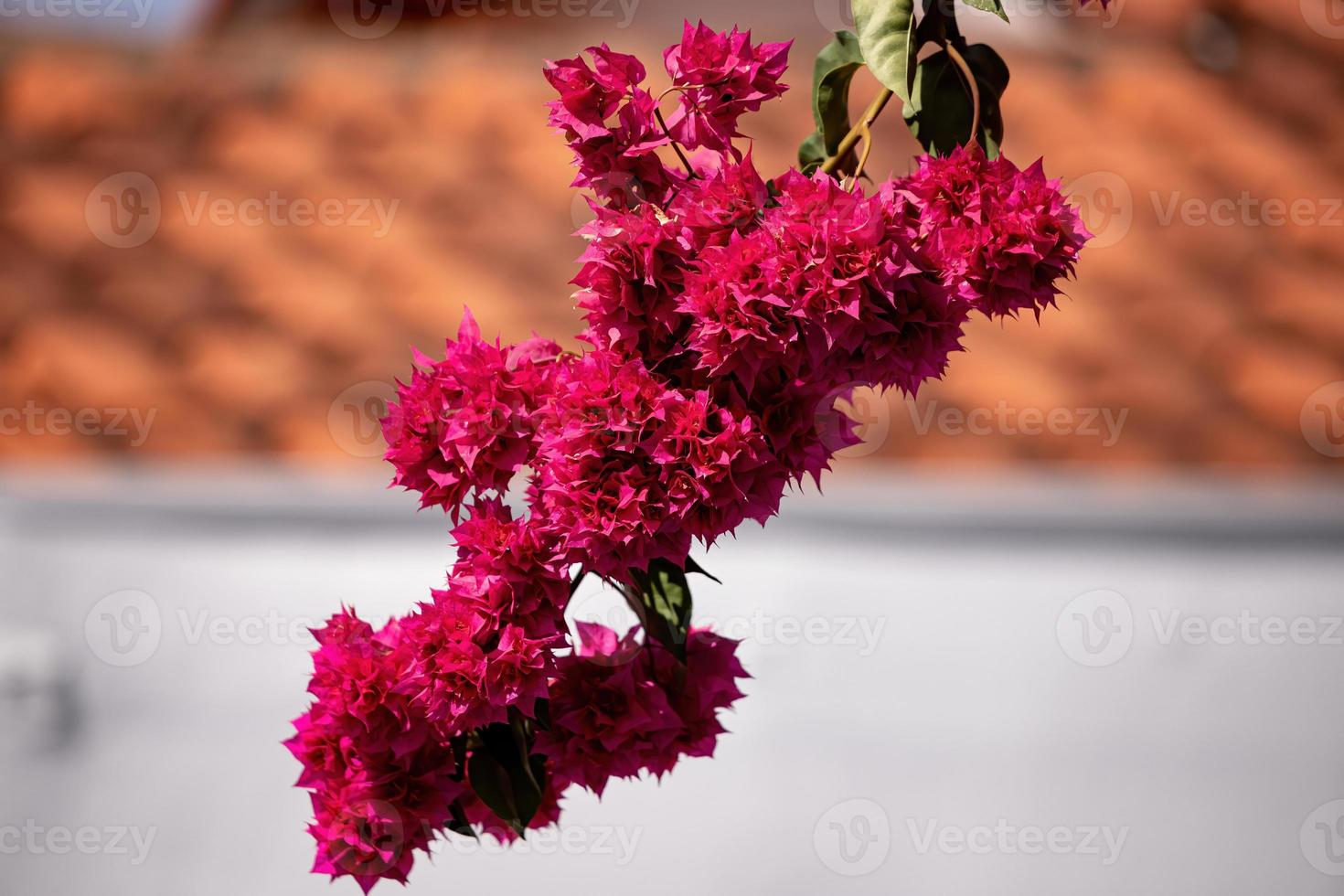 fond floral de fleurs rouges photo