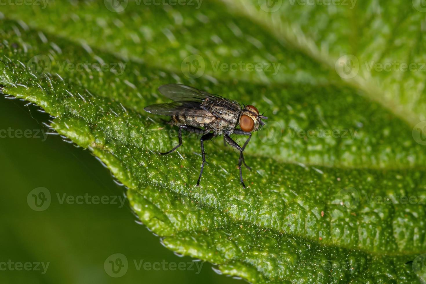 mouche de la chair adulte photo