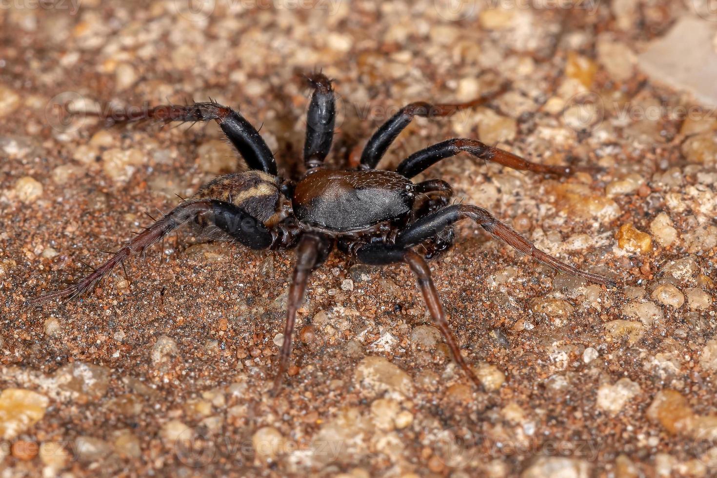 araignée zodariid mâle adulte photo