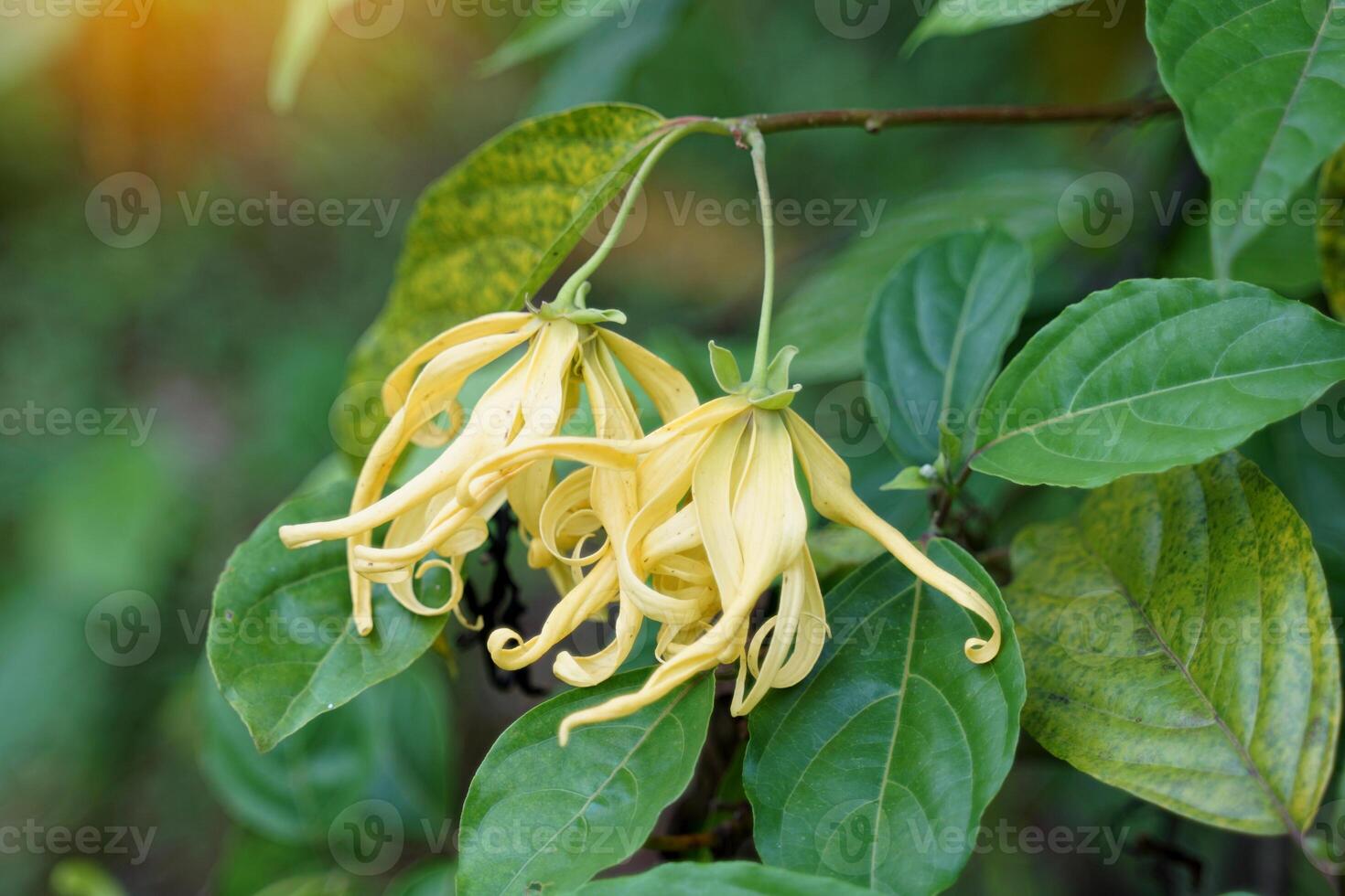 ylang ylang arbre est une parfumé plante dont fleurs avoir une fort arôme et sont extrait dans essentiel huiles utilisé dans médecine, aromathérapie, et aussi utilisé dans le production de produits de beauté. photo