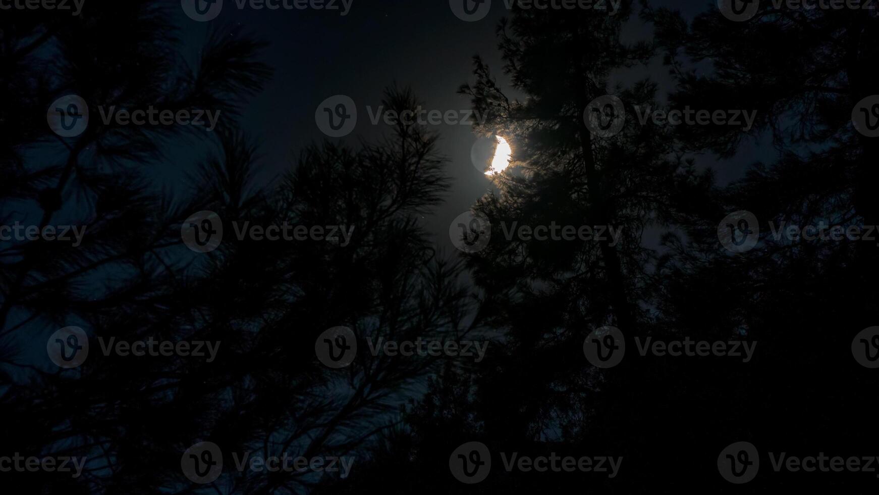 lune dans nuit ciel, silhouettes de des arbres photo