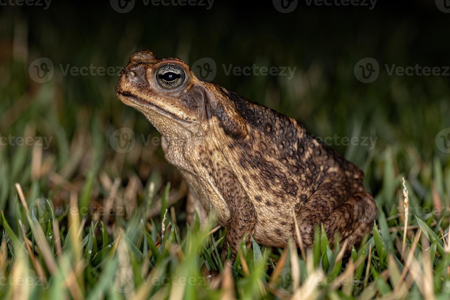 crapaud cururu adulte photo