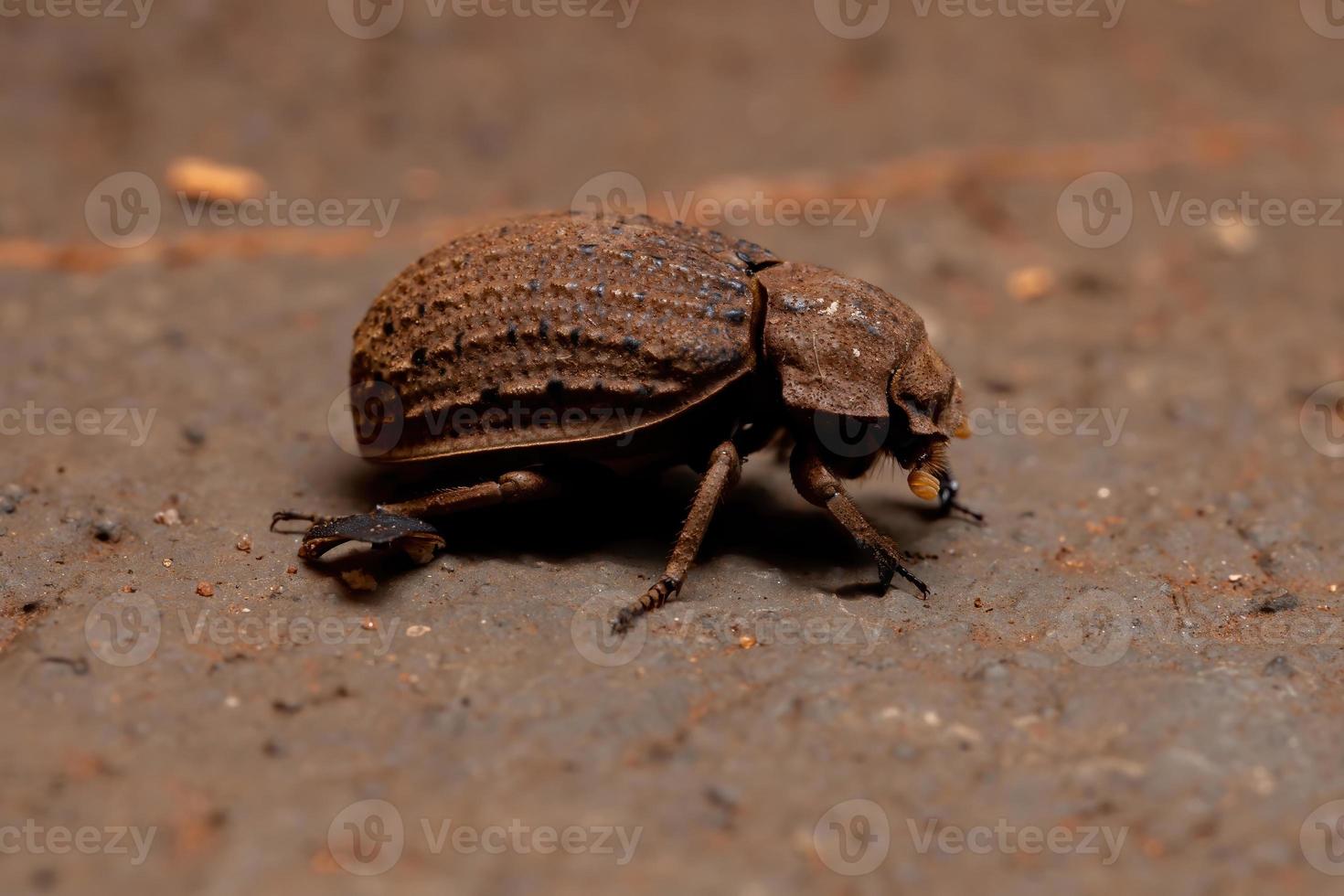 scarabée brésilien photo
