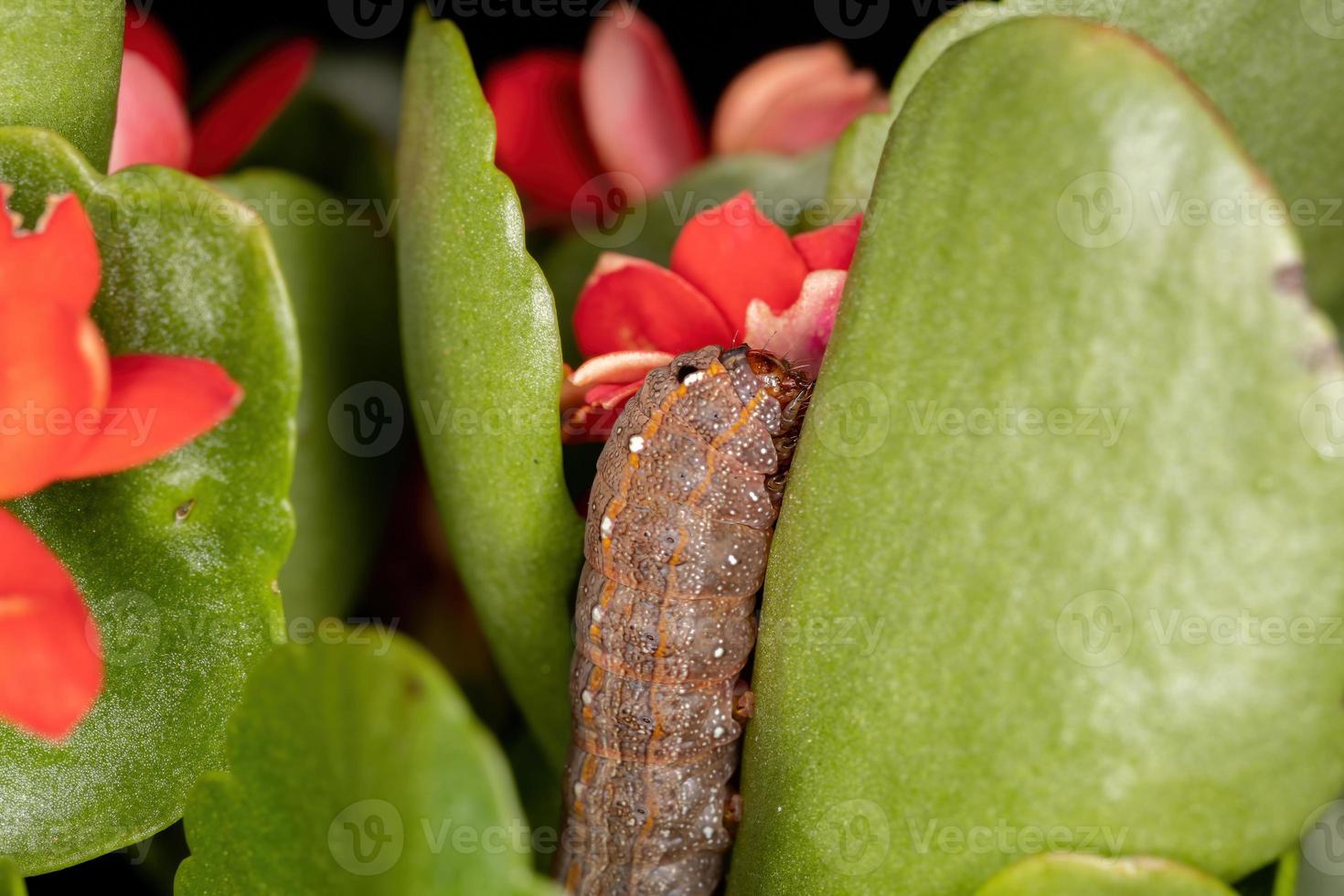 chenille mangeant la plante flaming katy photo