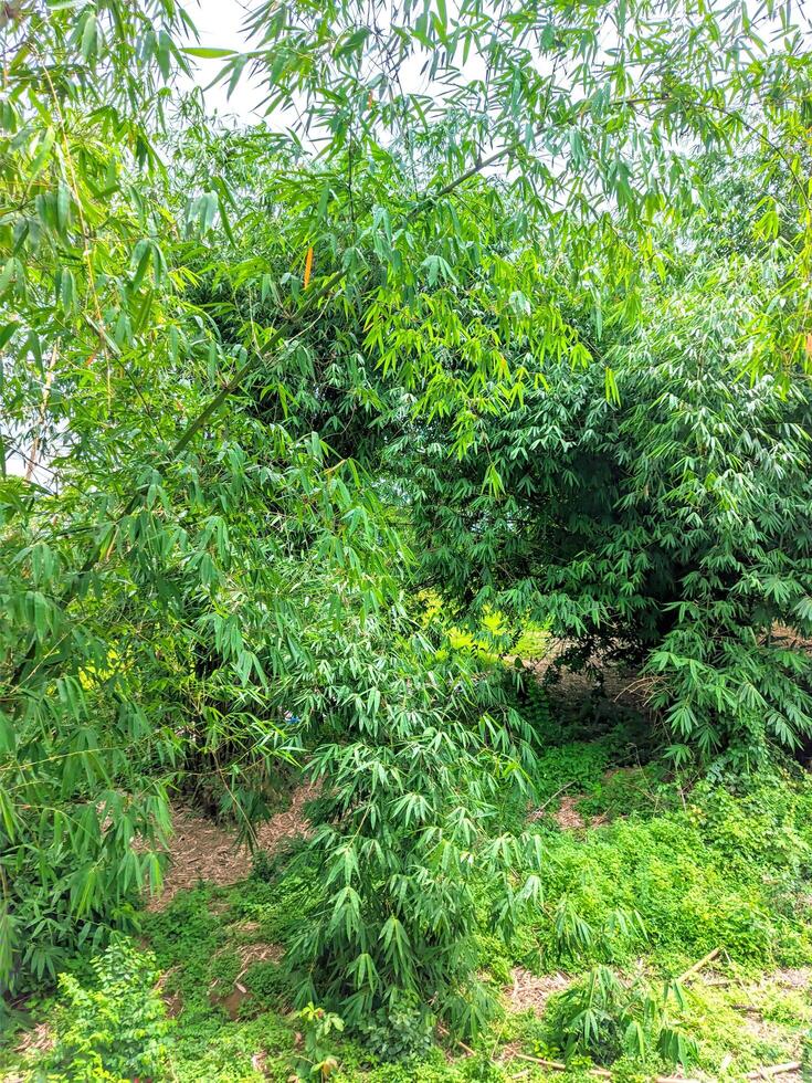 paisible vue de le magnifique vert bambou arbre jardin photo