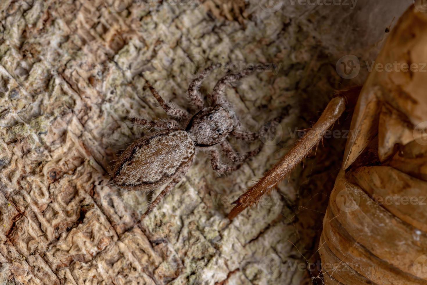 Araignée sauteuse femelle adulte sur un tronc d'arbre photo