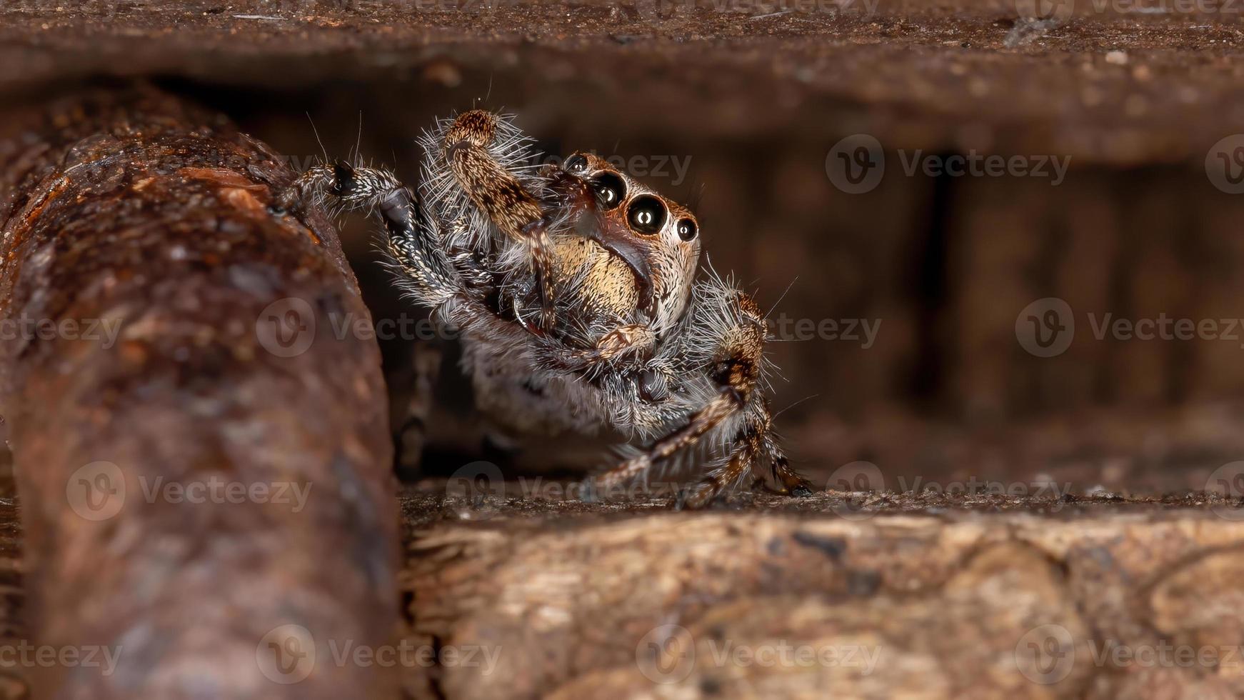 araignée sauteuse mâle photo