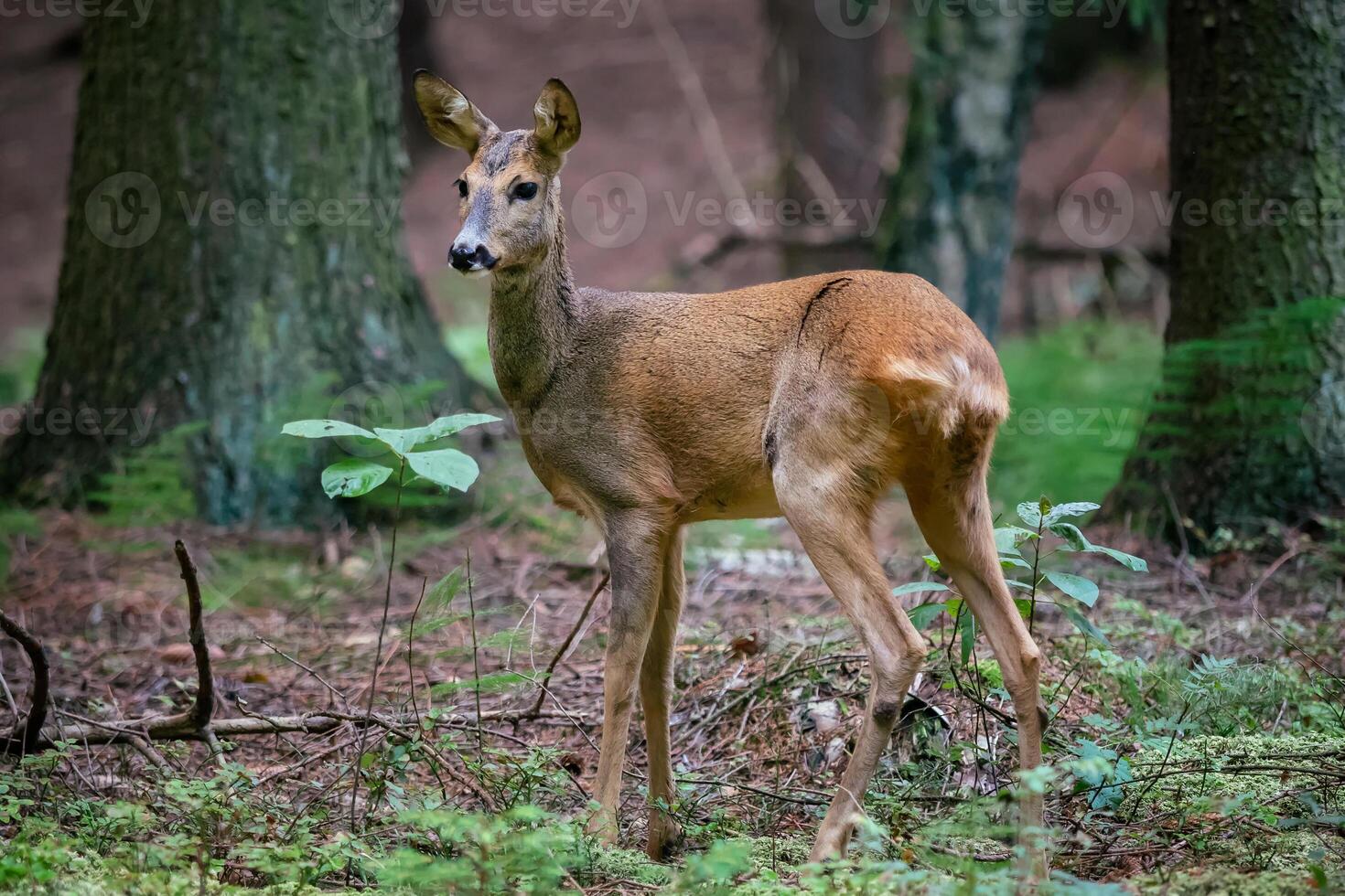 chevreuil cerf dans forêt, capreolus capréole. sauvage chevreuil cerf dans la nature. photo