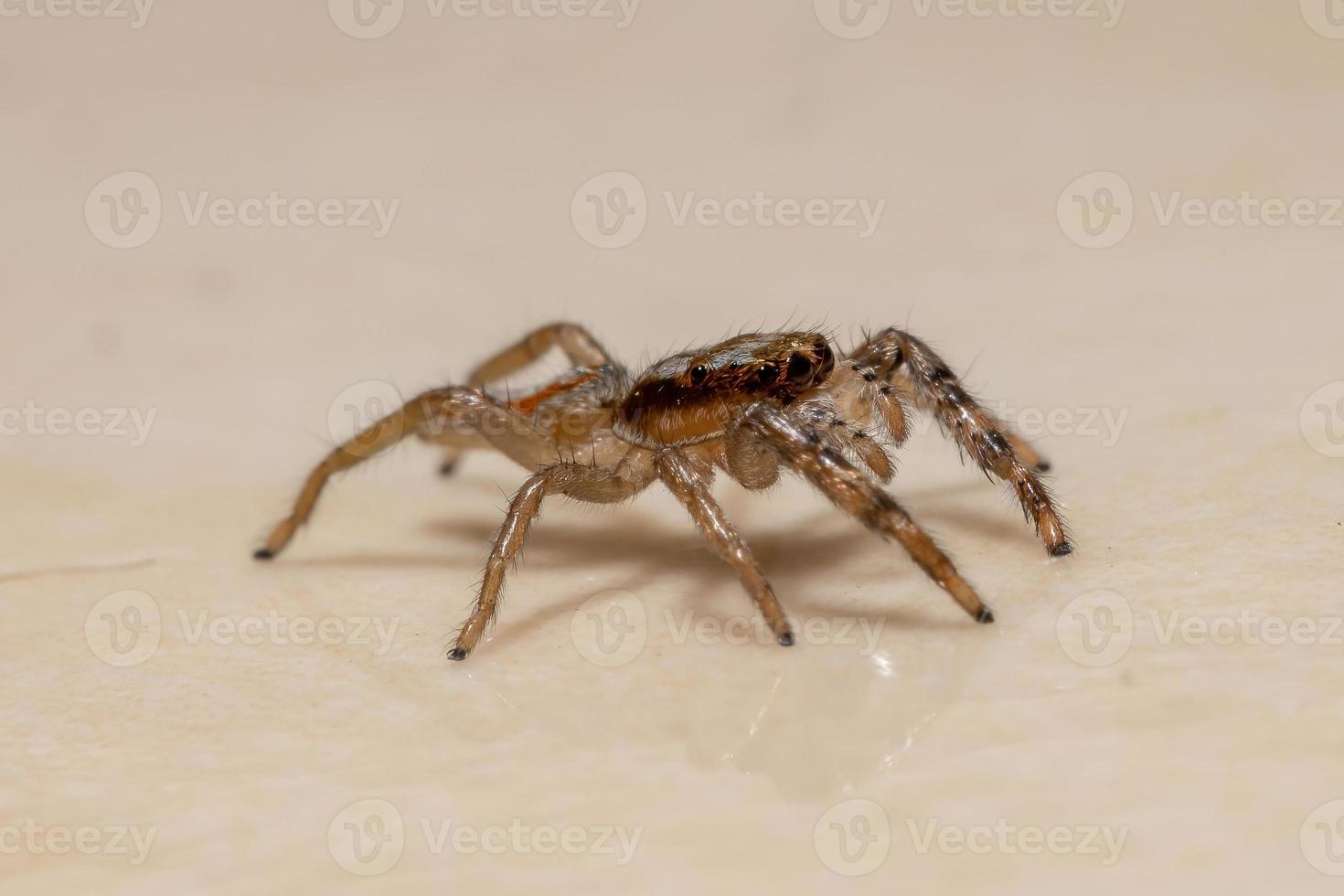 petite araignée sauteuse photo