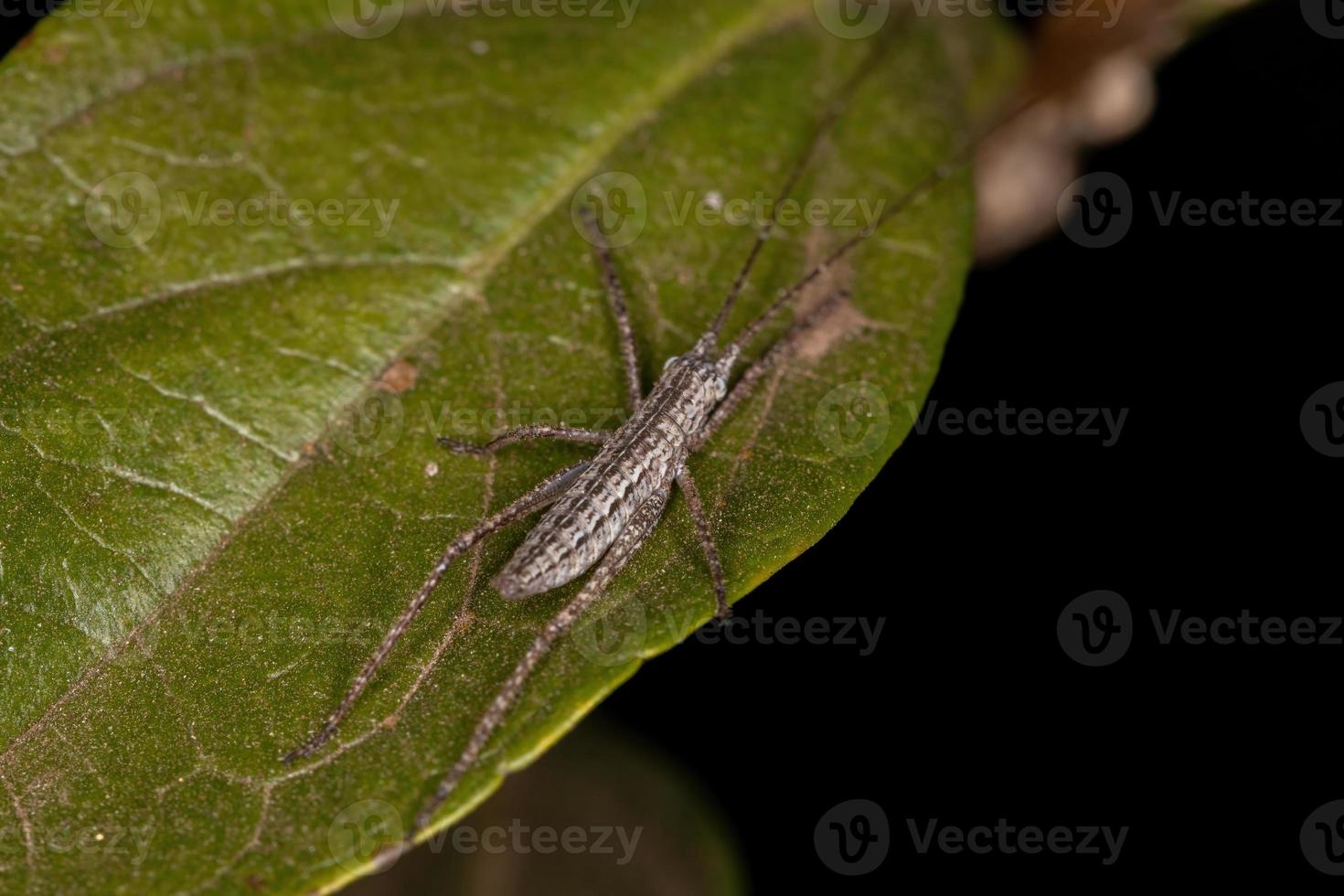 vraie nymphe katydid photo