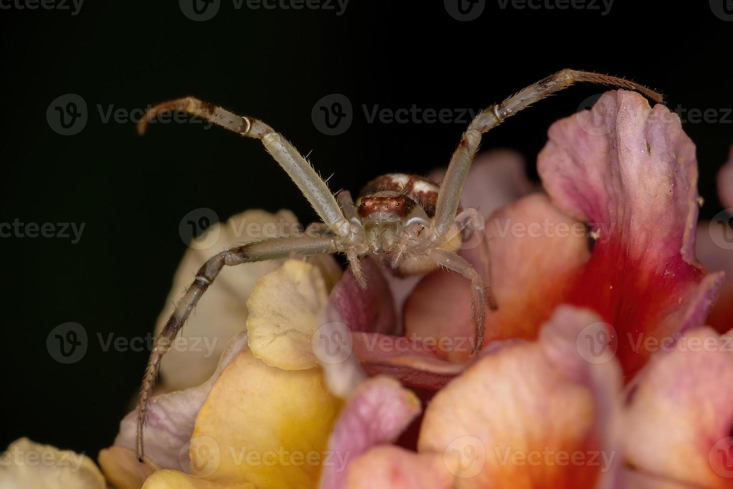 petite araignée crabe photo