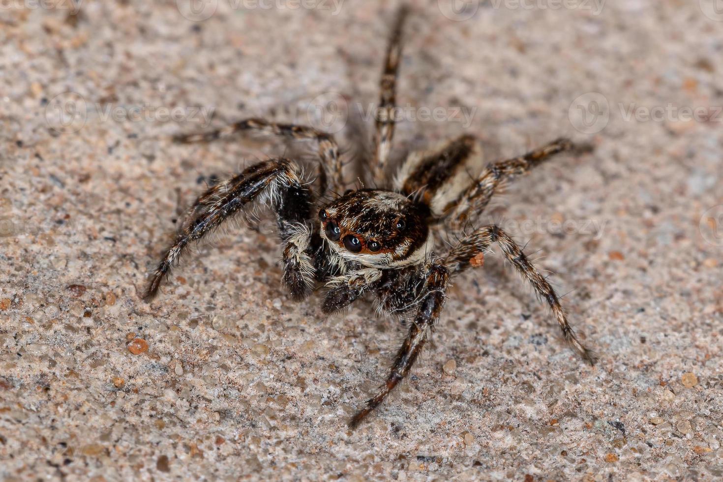 Araignée sauteuse mur gris adulte mâle photo
