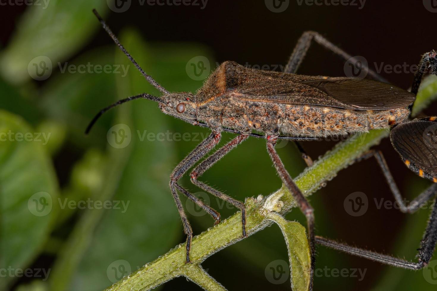 punaise à pieds feuille adulte photo