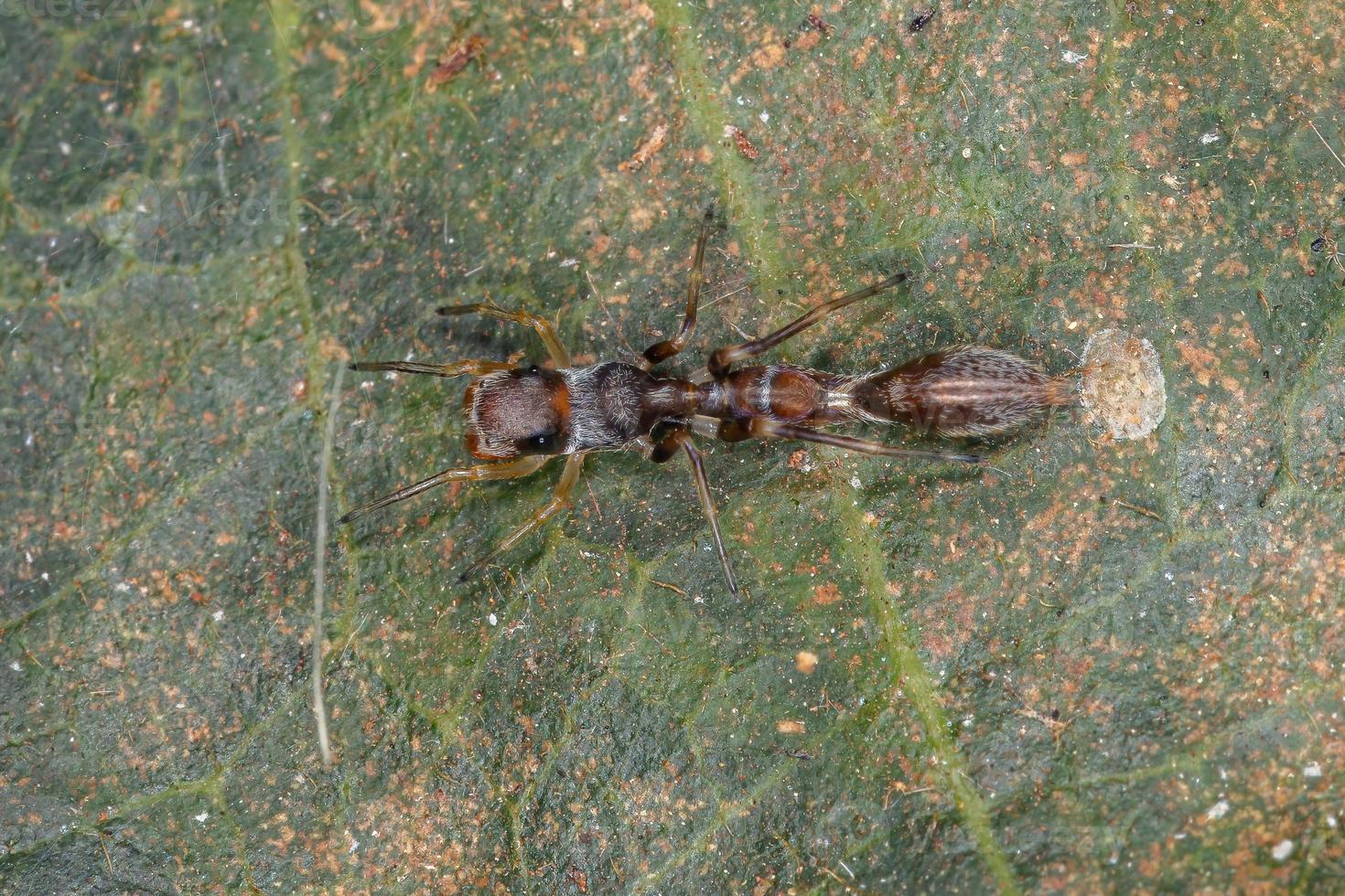 araignée sauteuse mâle photo