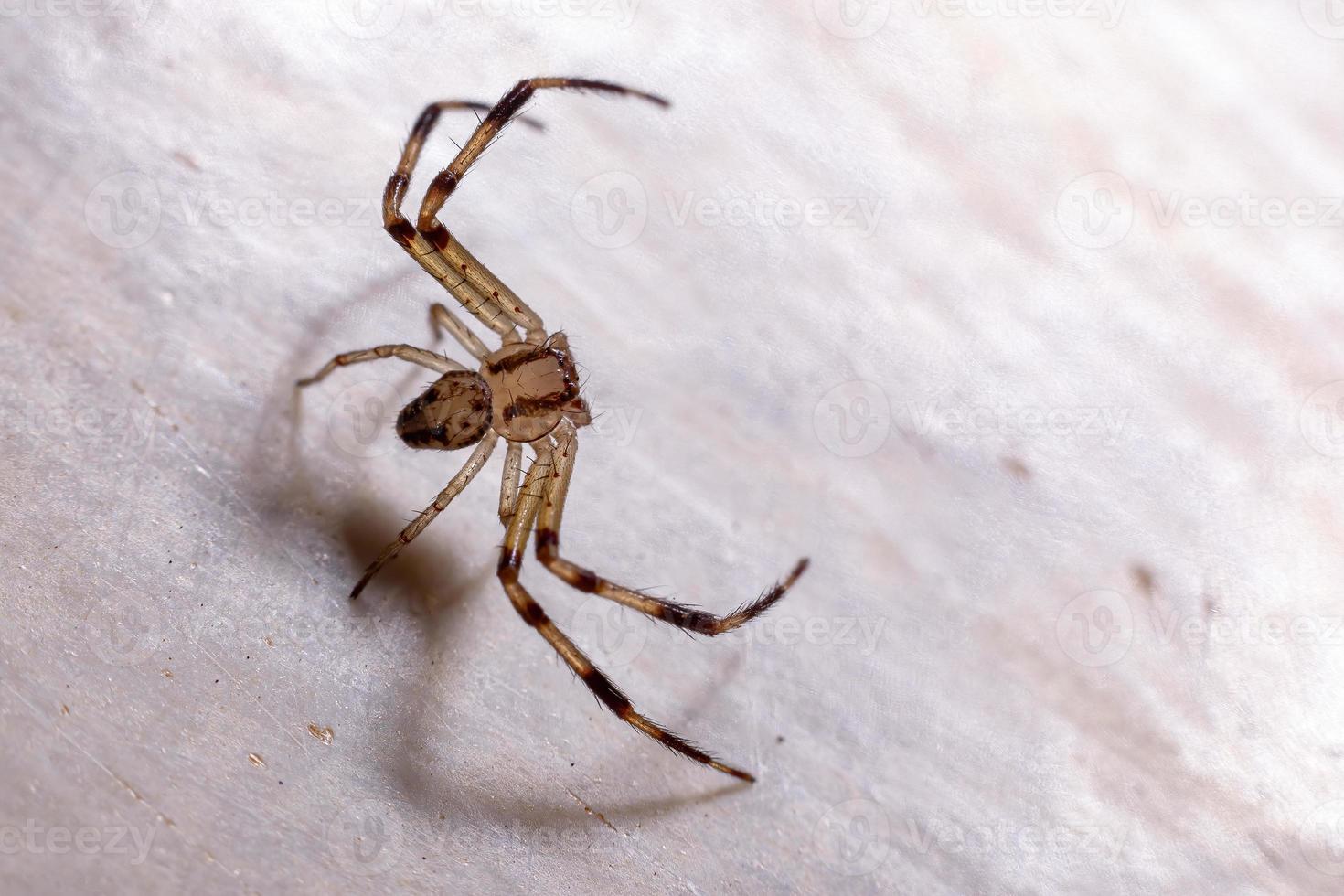 araignée lynx du Brésil photo