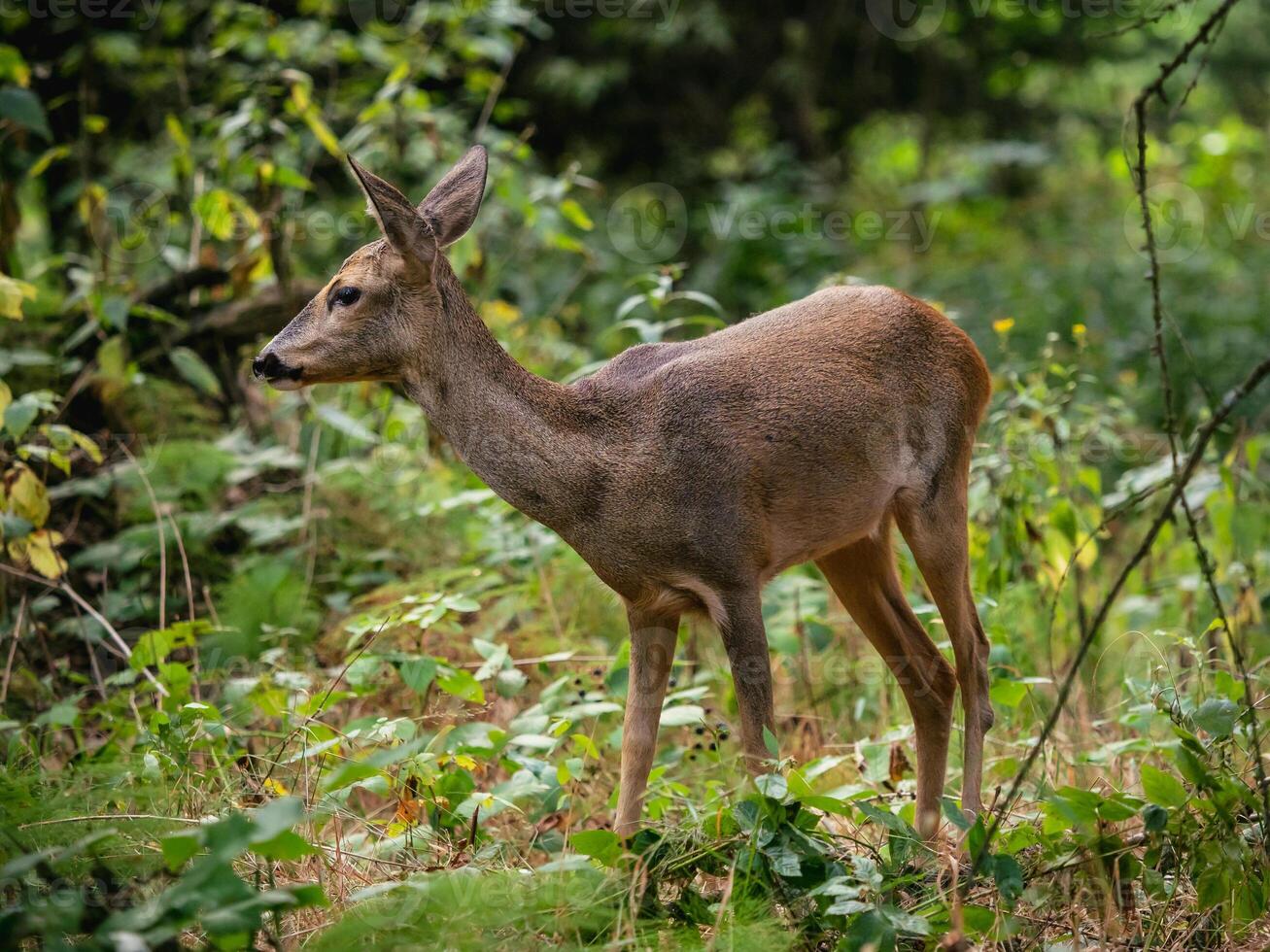 chevreuil cerf dans forêt, capreolus capréole. sauvage chevreuil cerf dans la nature. photo