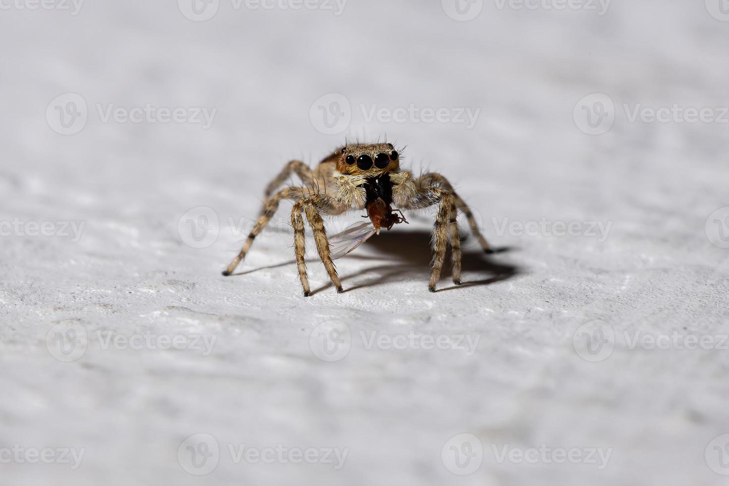 araignée sauteuse mur gris photo