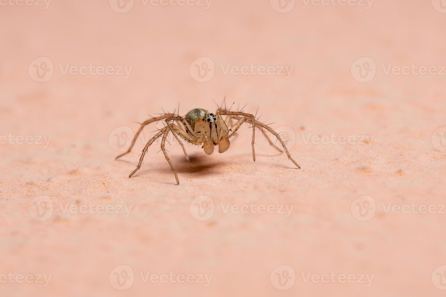 araignée lynx du Brésil photo