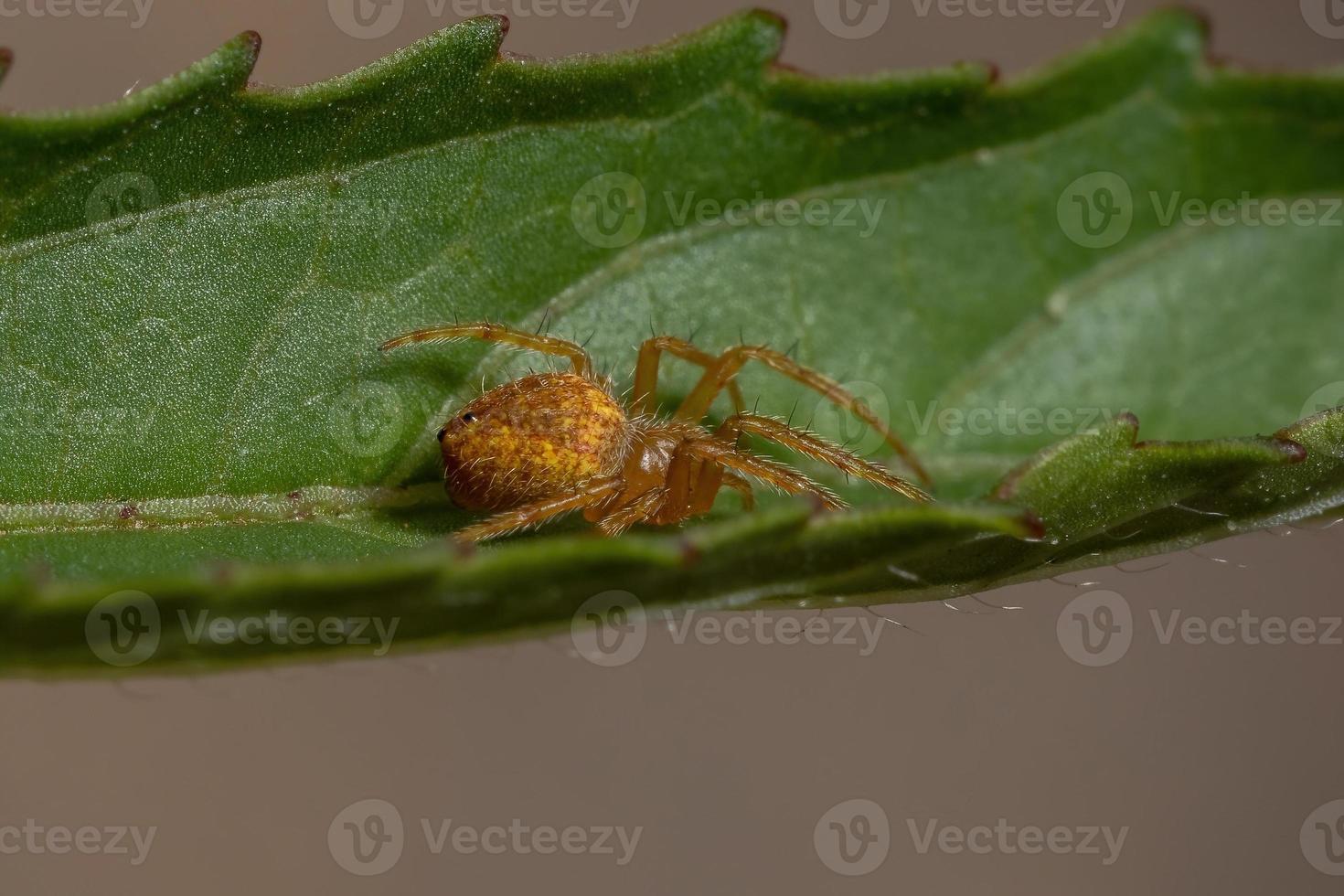 araignée orbweaver typique photo