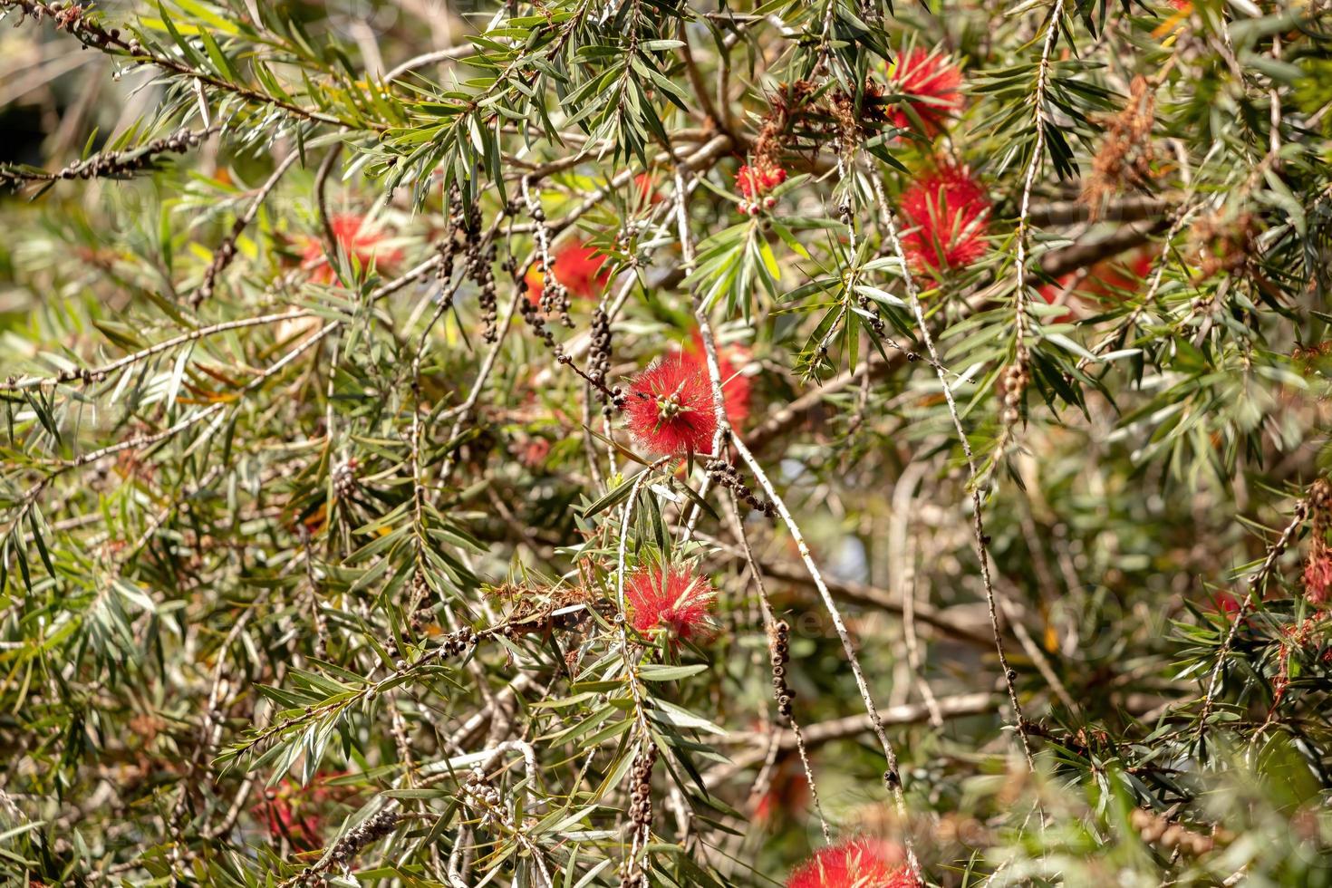 fleur de goupillon cramoisi photo