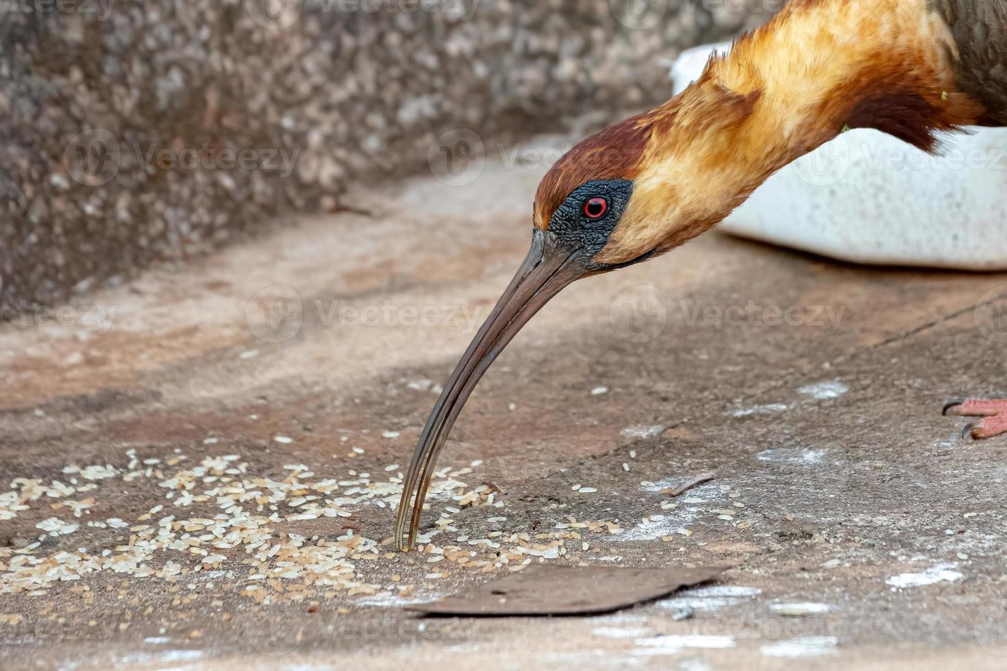 ibis à cou chamois photo