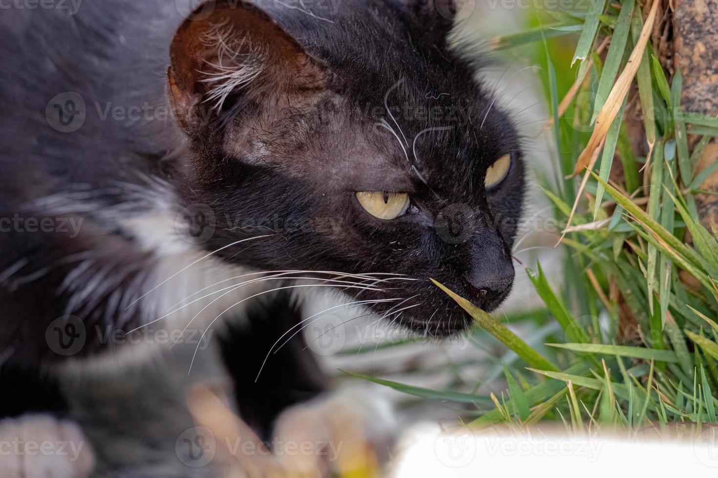 chat domestique sauvage photo