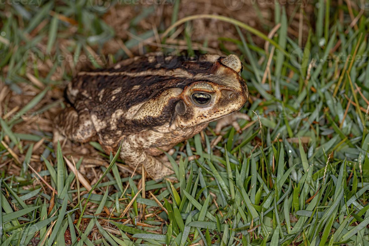 crapaud cururu adulte photo