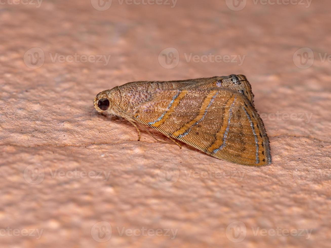 papillon de nuit adulte photo