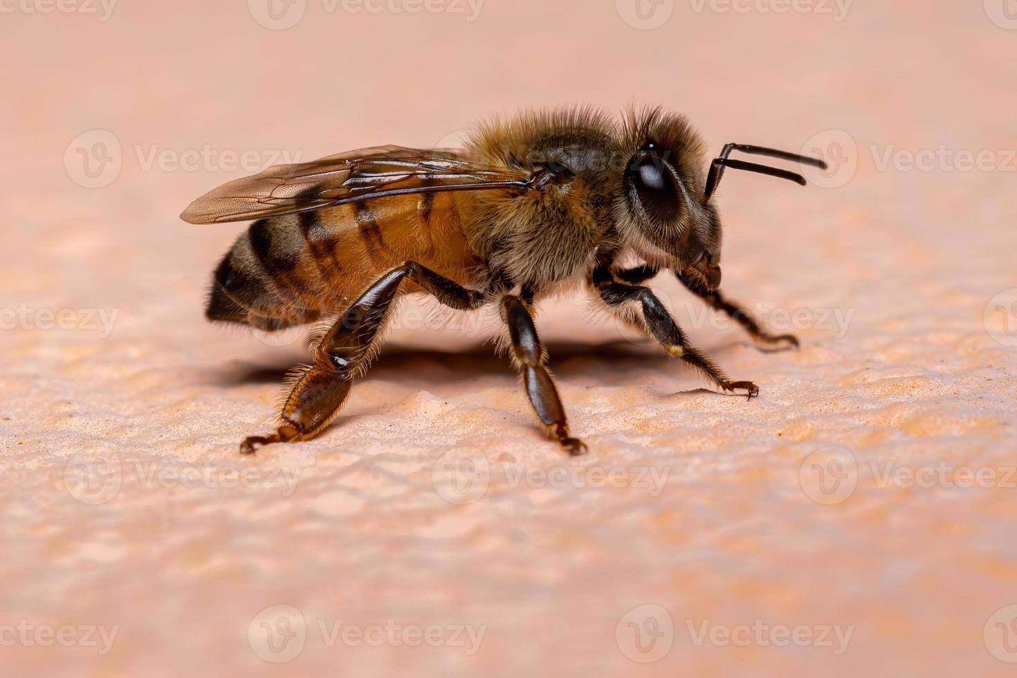 abeille à miel occidentale photo